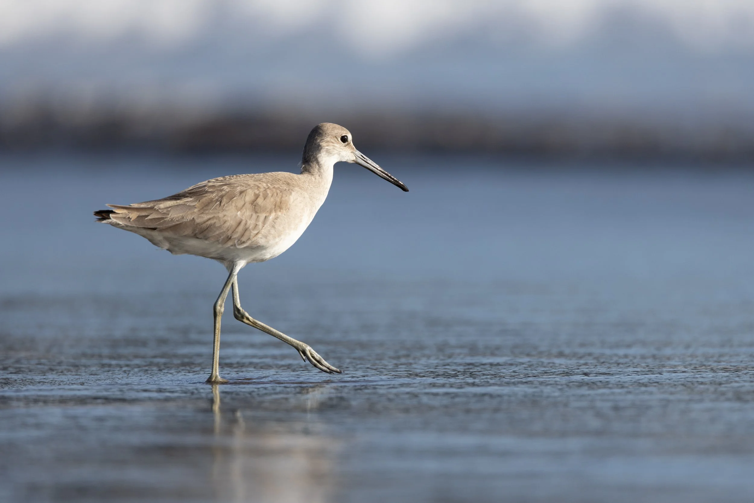 Willet