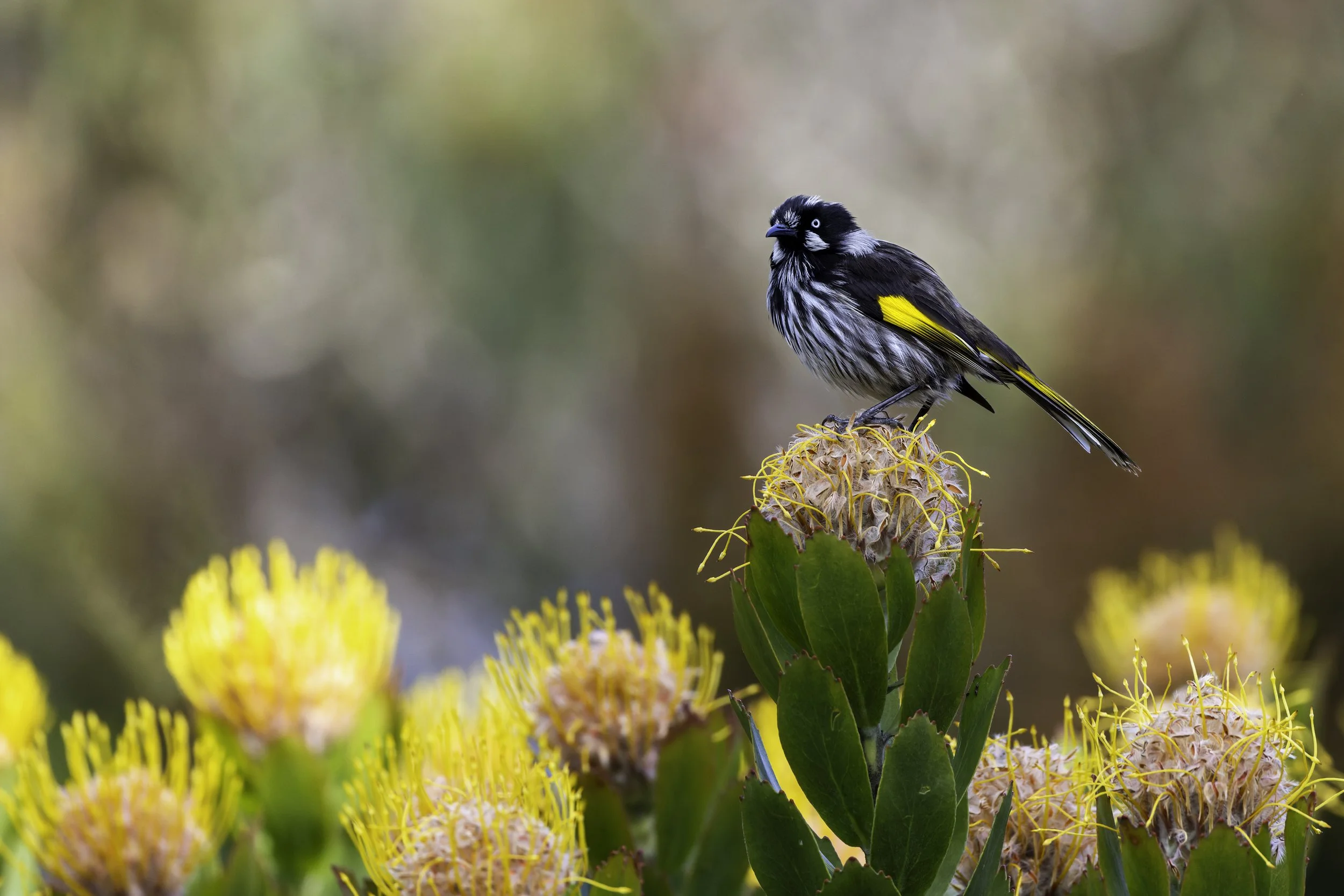 _34A9947 2-CR3_DxO_DeepPRIME.jpg