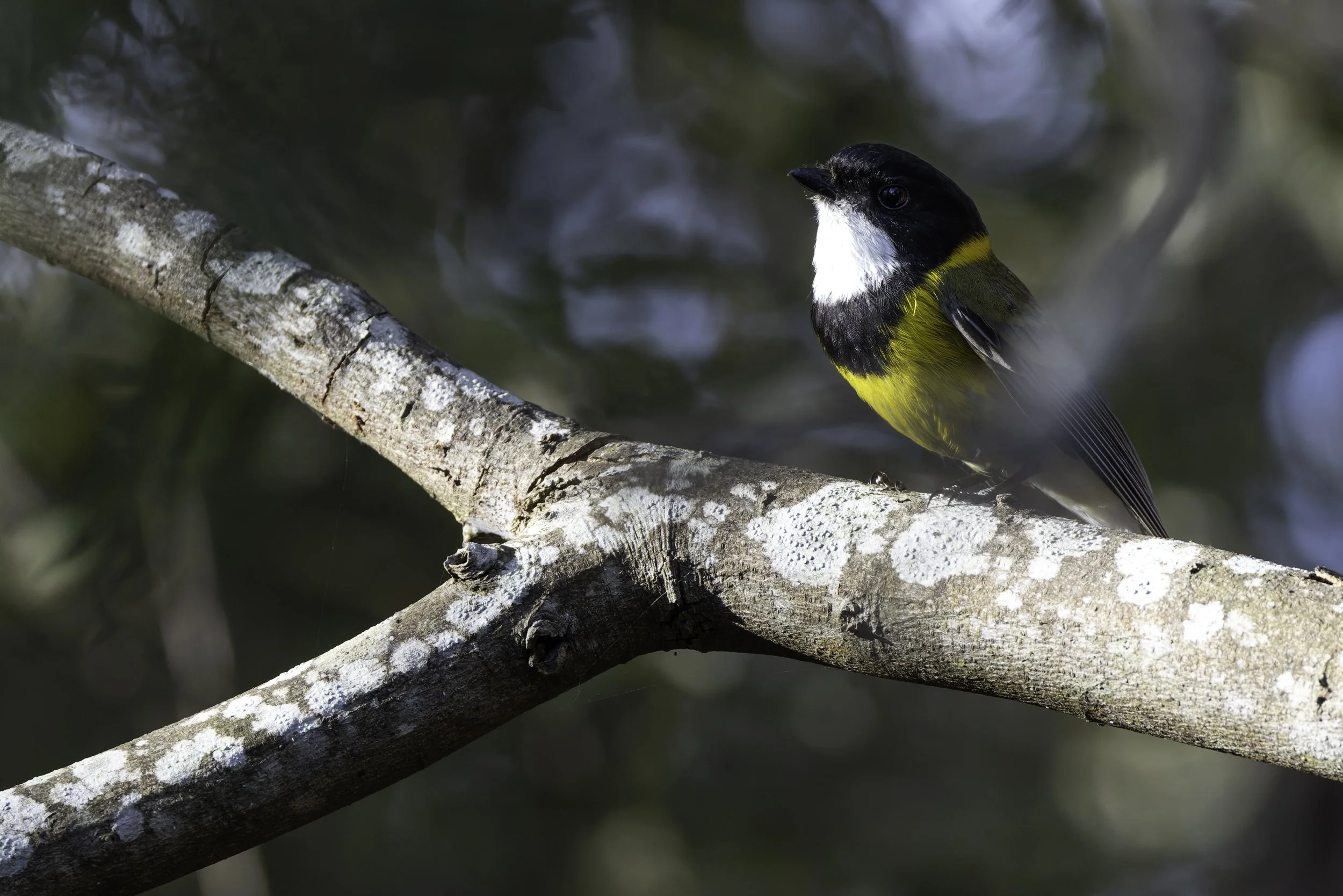 _34A0181 2-CR3_DxO_DeepPRIME.jpg