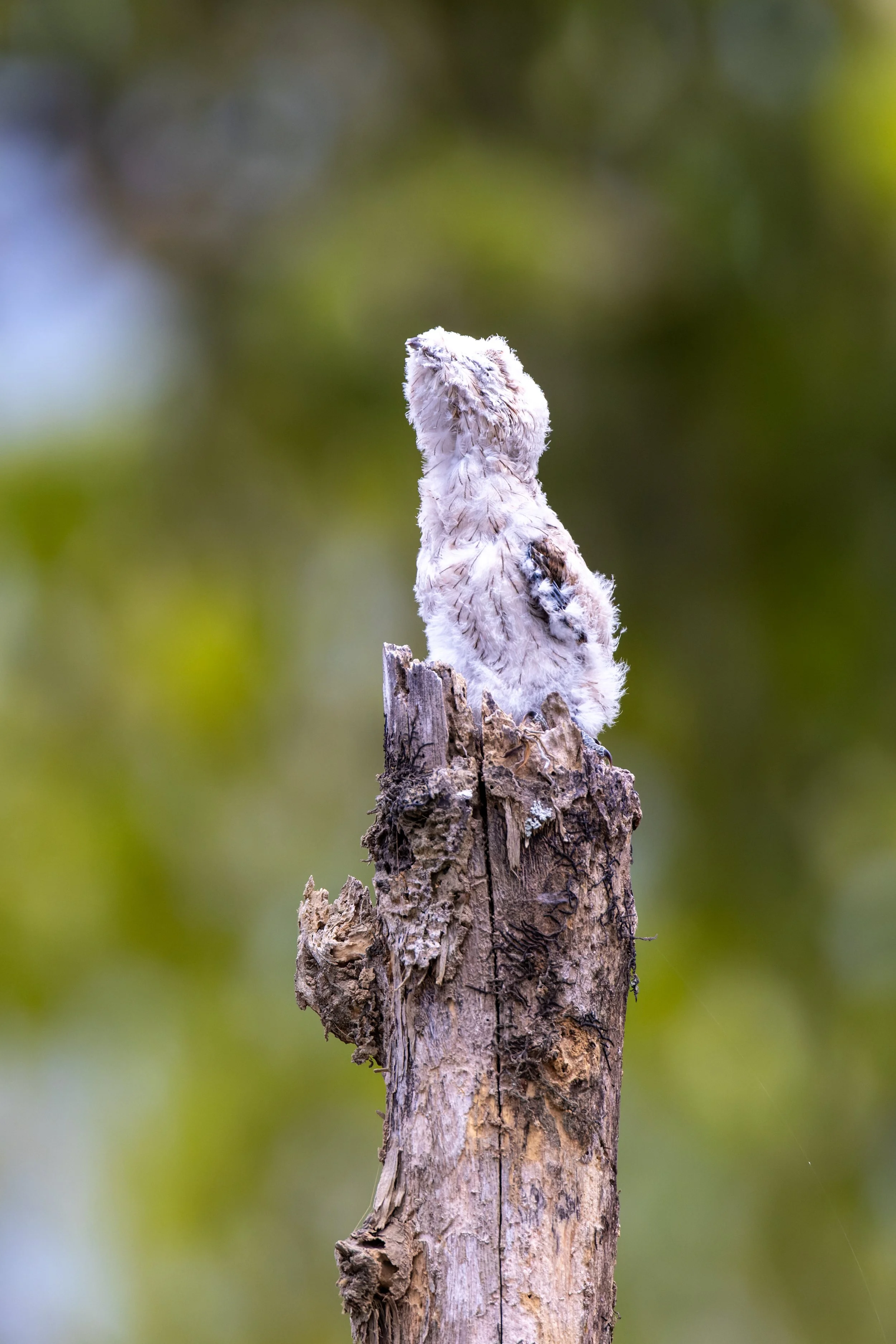 Common Potoo