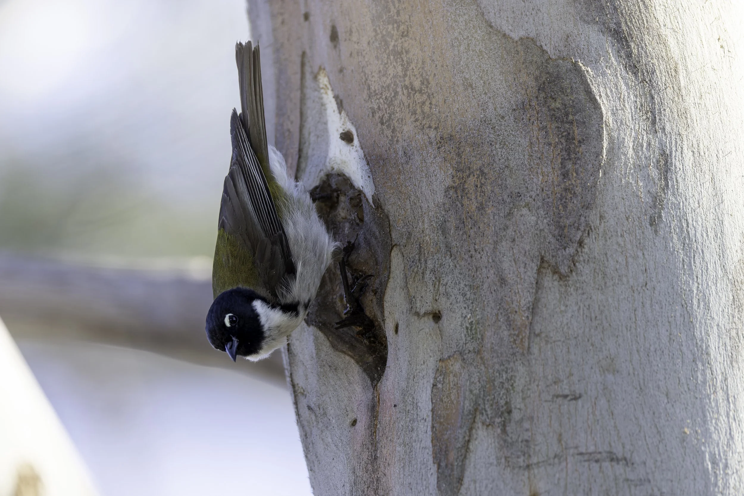 _34A0631 1-CR3_DxO_DeepPRIME.jpg