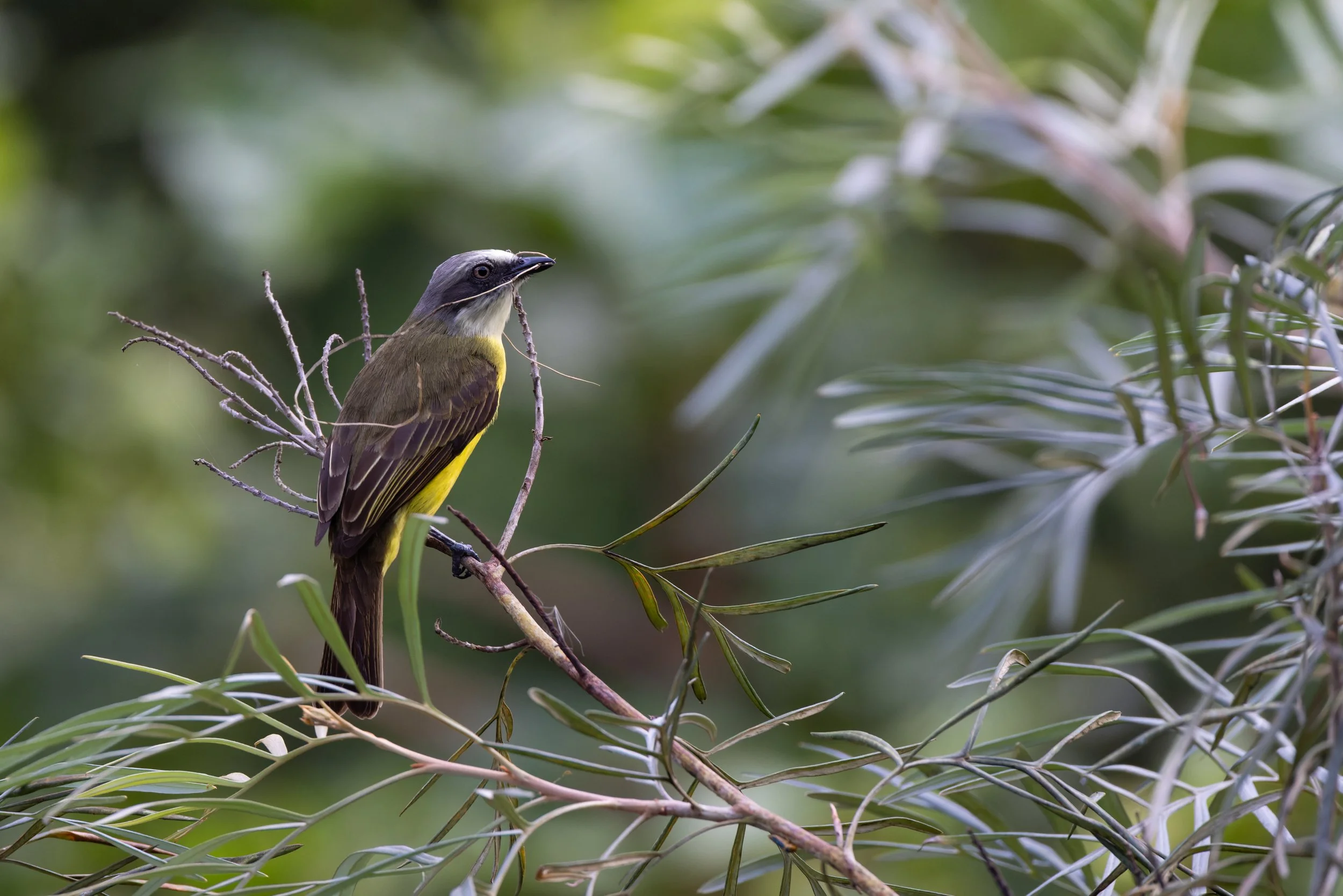 Grey-headed Flycatcher