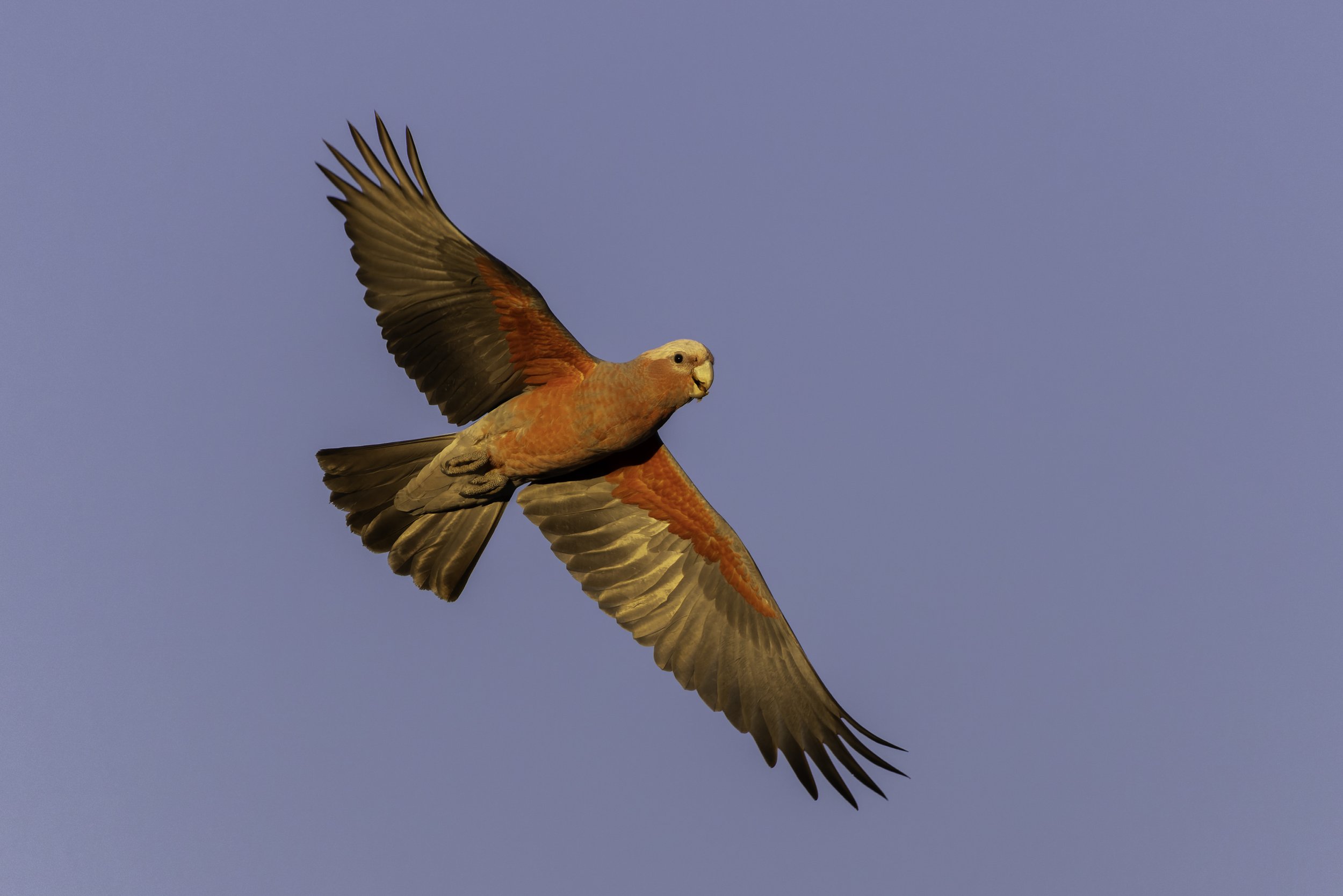 _34A2786 1-CR3_DxO_DeepPRIME.jpg