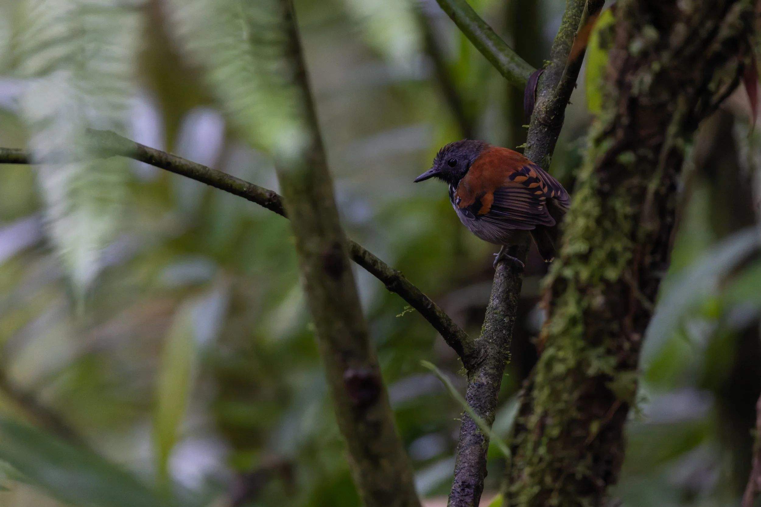 Spotted Antbird