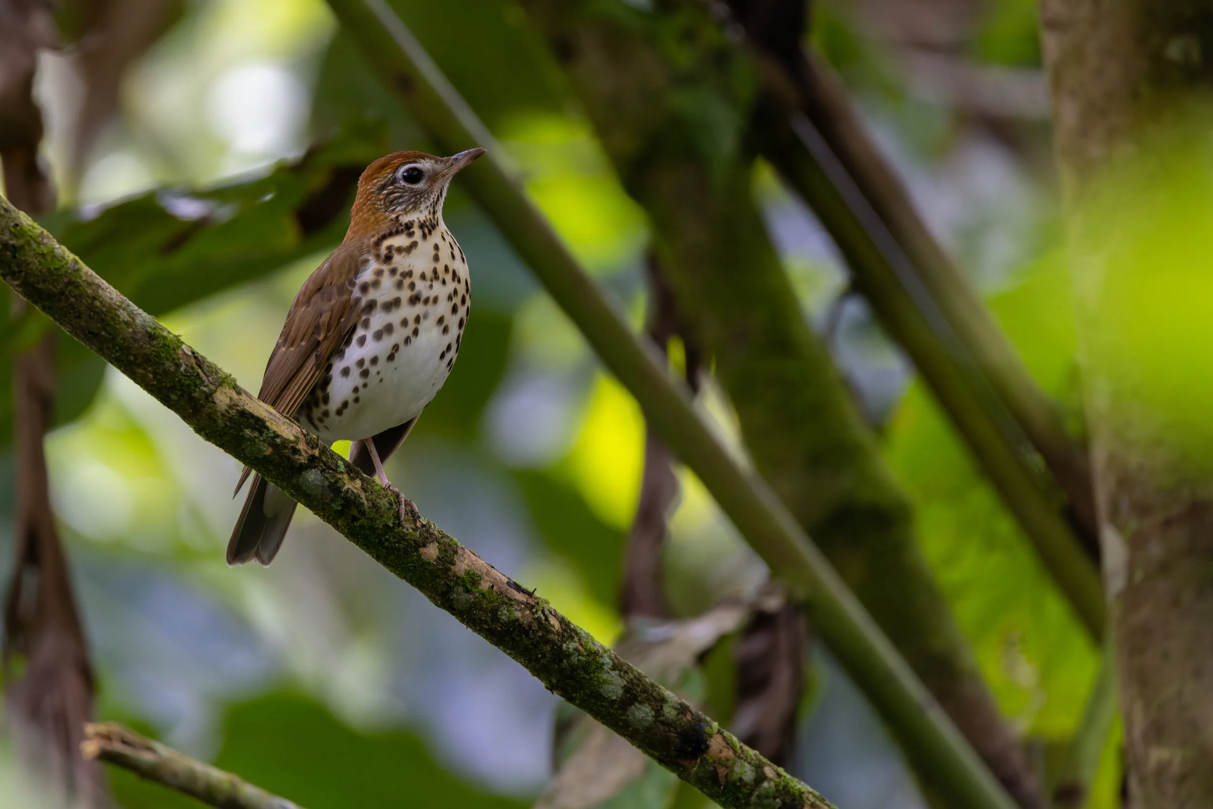 Wood Thrush