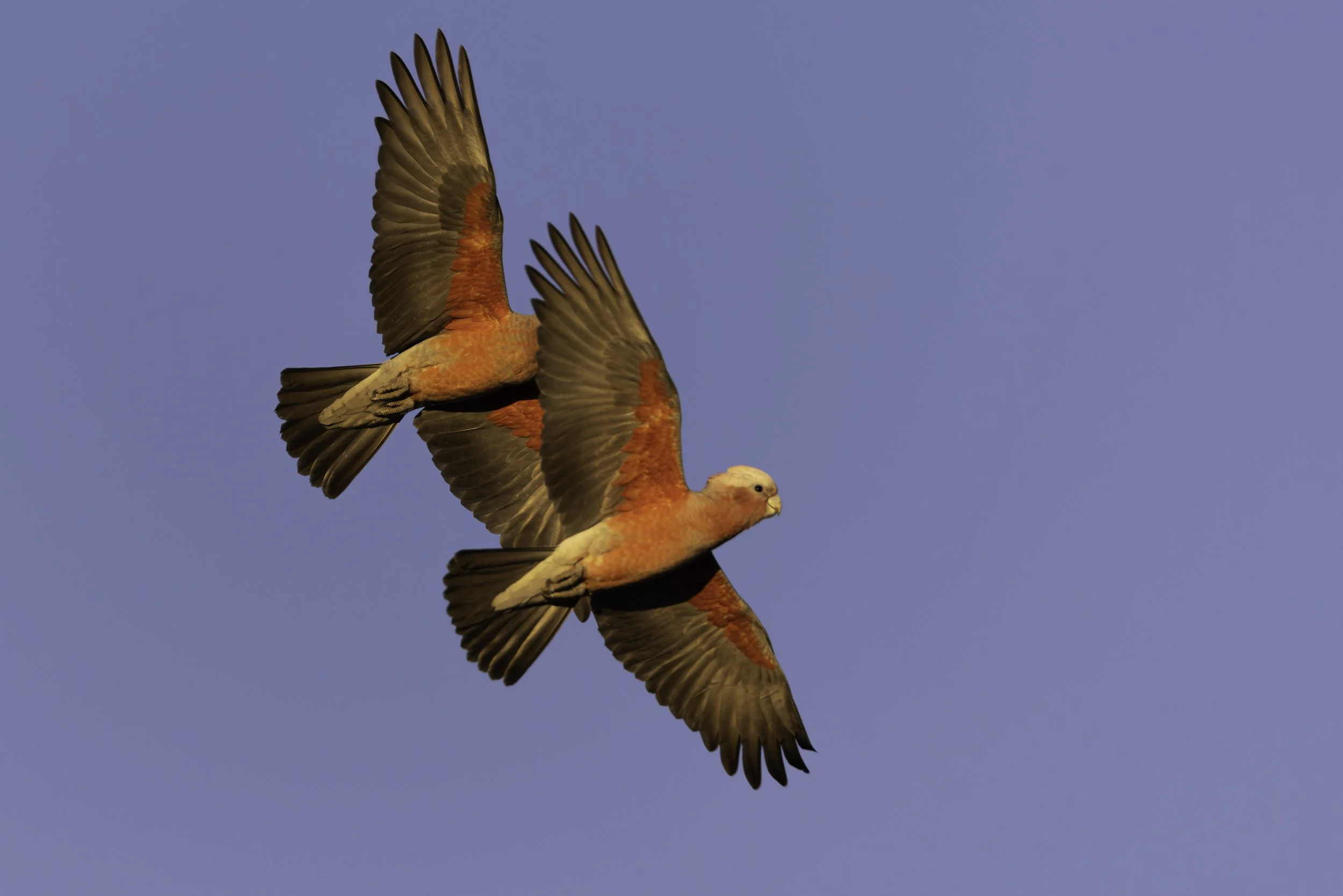 _34A2796 1-CR3_DxO_DeepPRIME.jpg