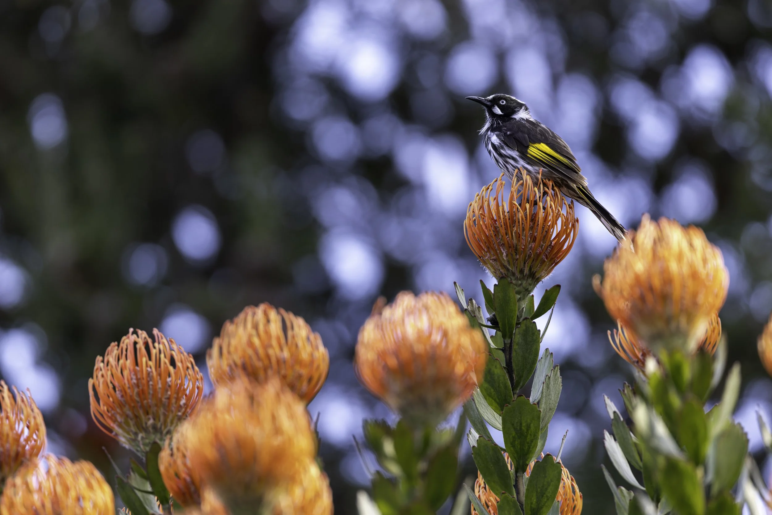 _34A0096 2-CR3_DxO_DeepPRIME.jpg