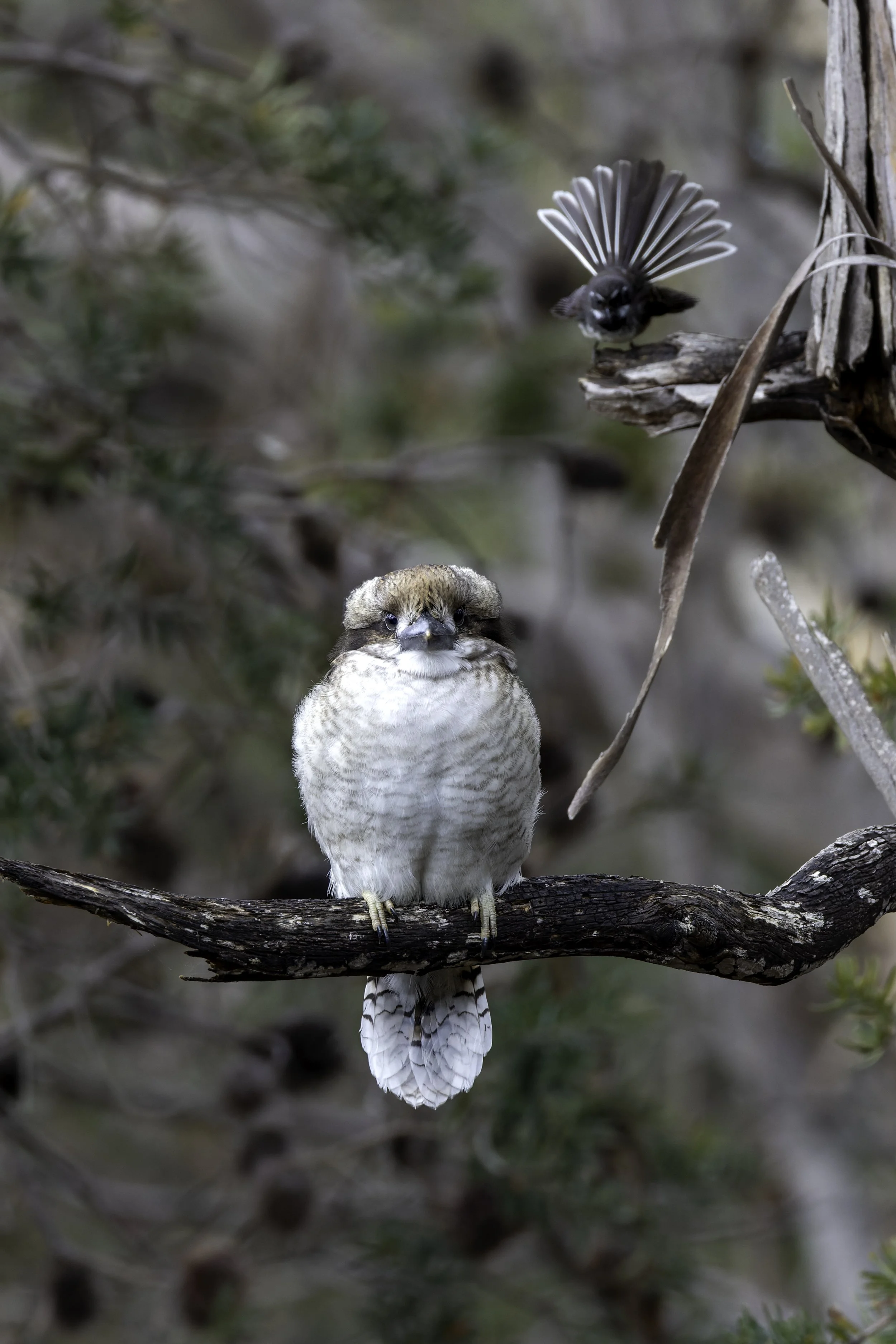 _34A0077 2-CR3_DxO_DeepPRIME.jpg