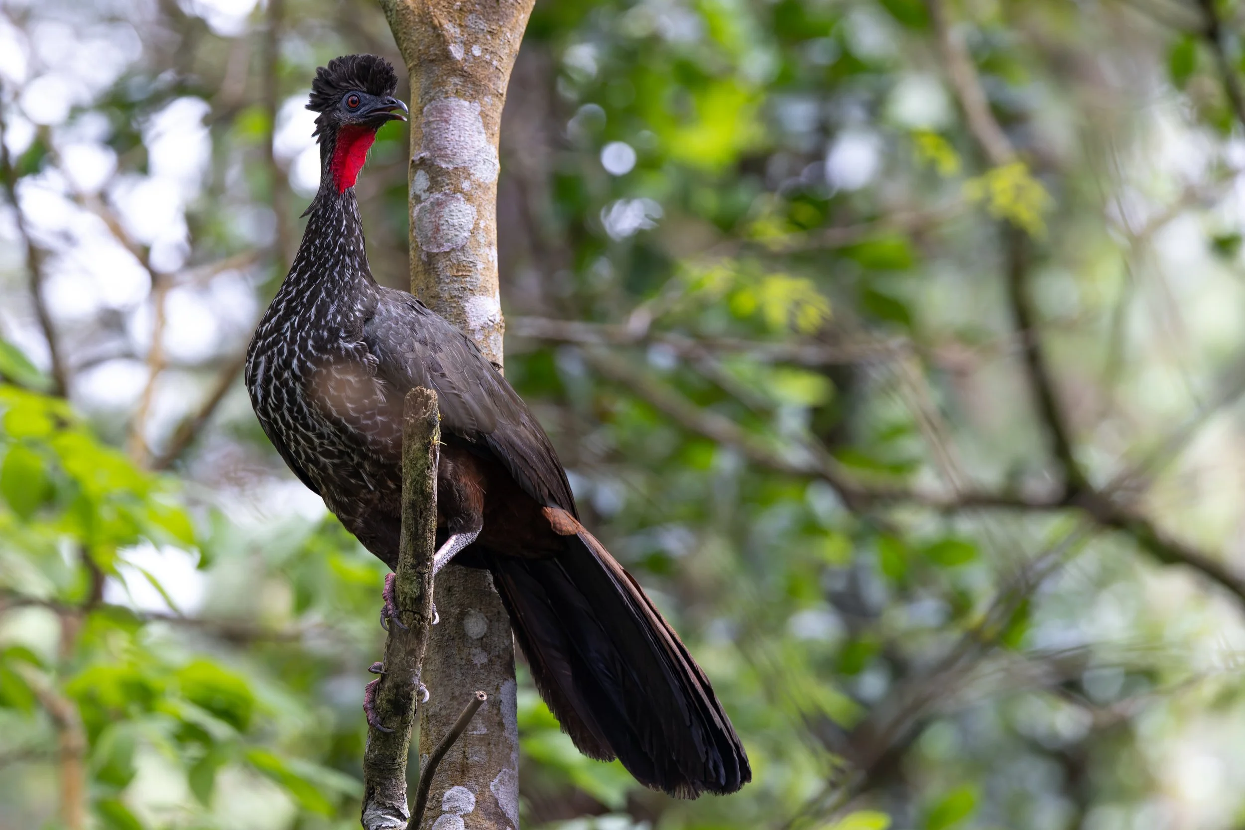 Crested Guan