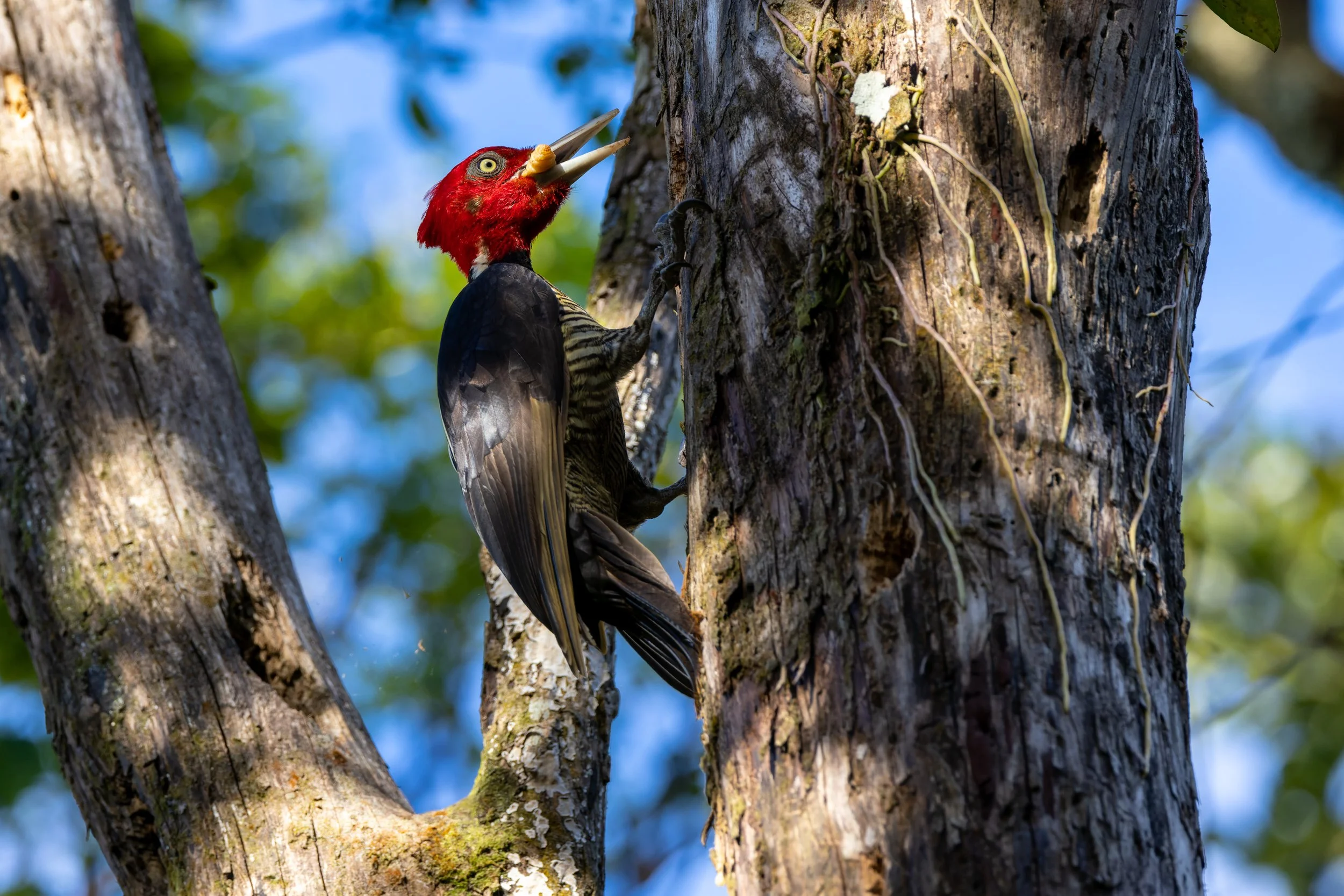 Pale-billed Woodpecker