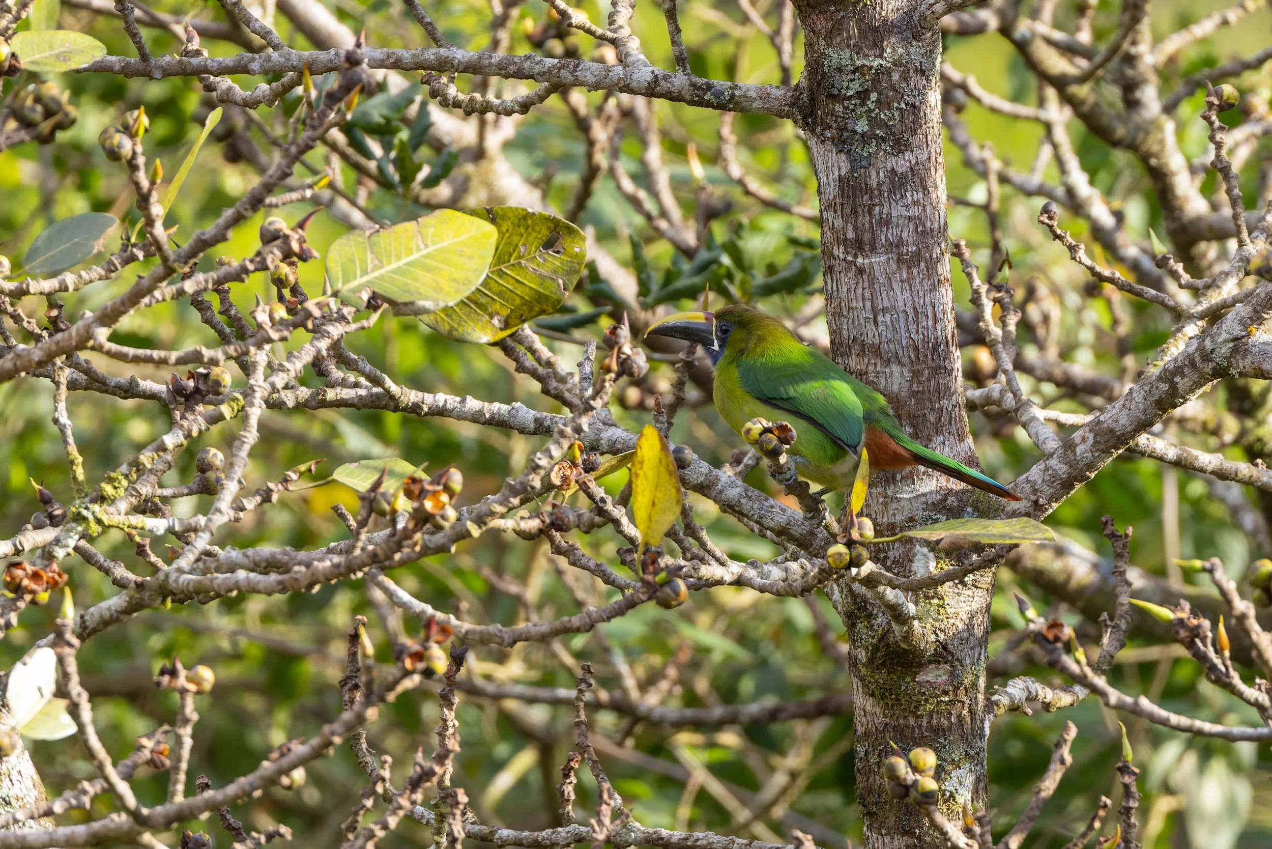 Northern Emerald Toucanet