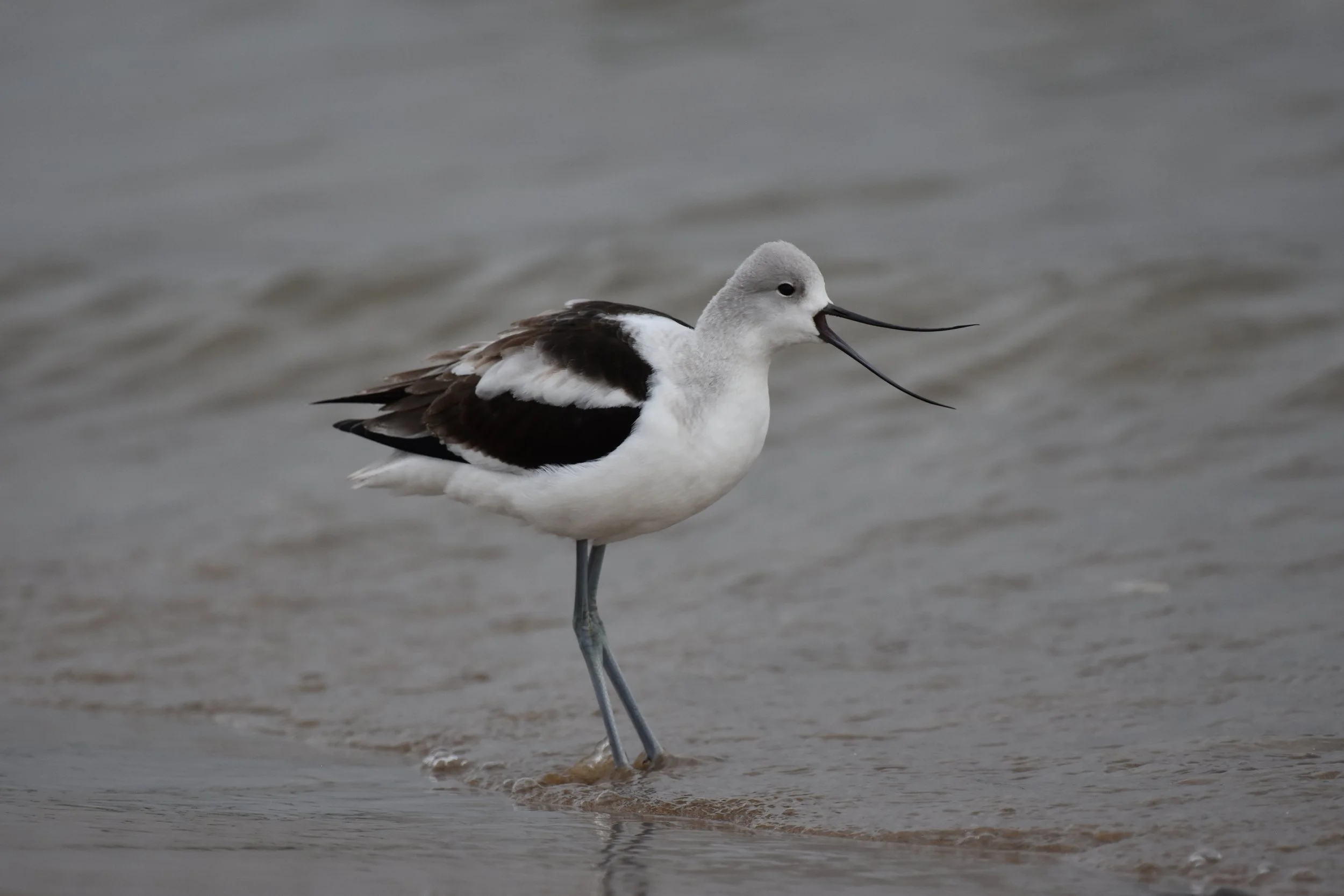 American Avocet