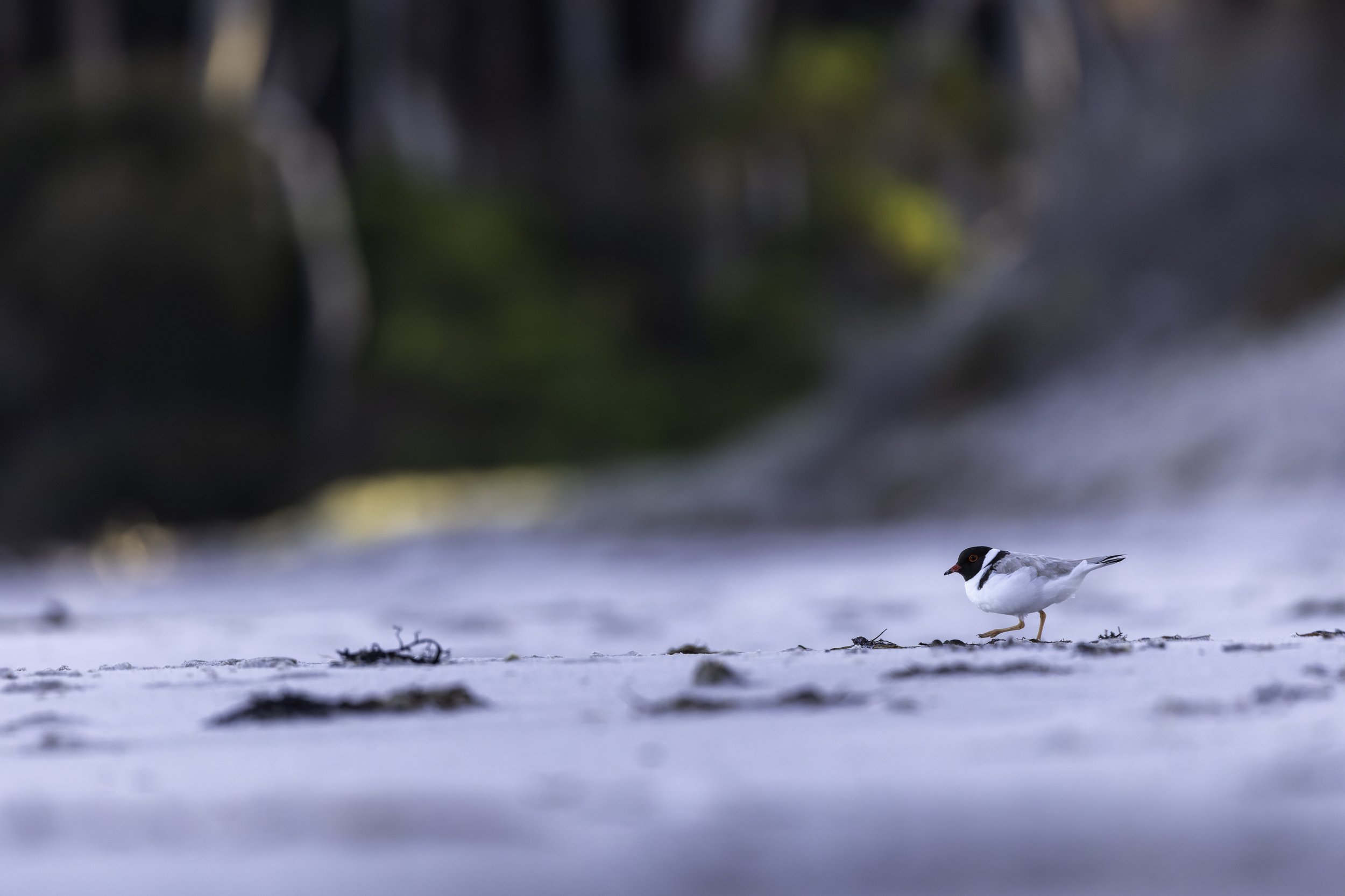 _34A0403 1-CR3_DxO_DeepPRIME.jpg