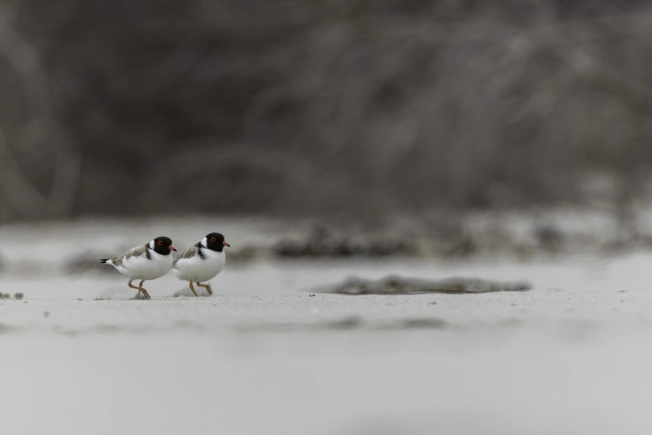 _34A0007 2-CR3_DxO_DeepPRIME.jpg