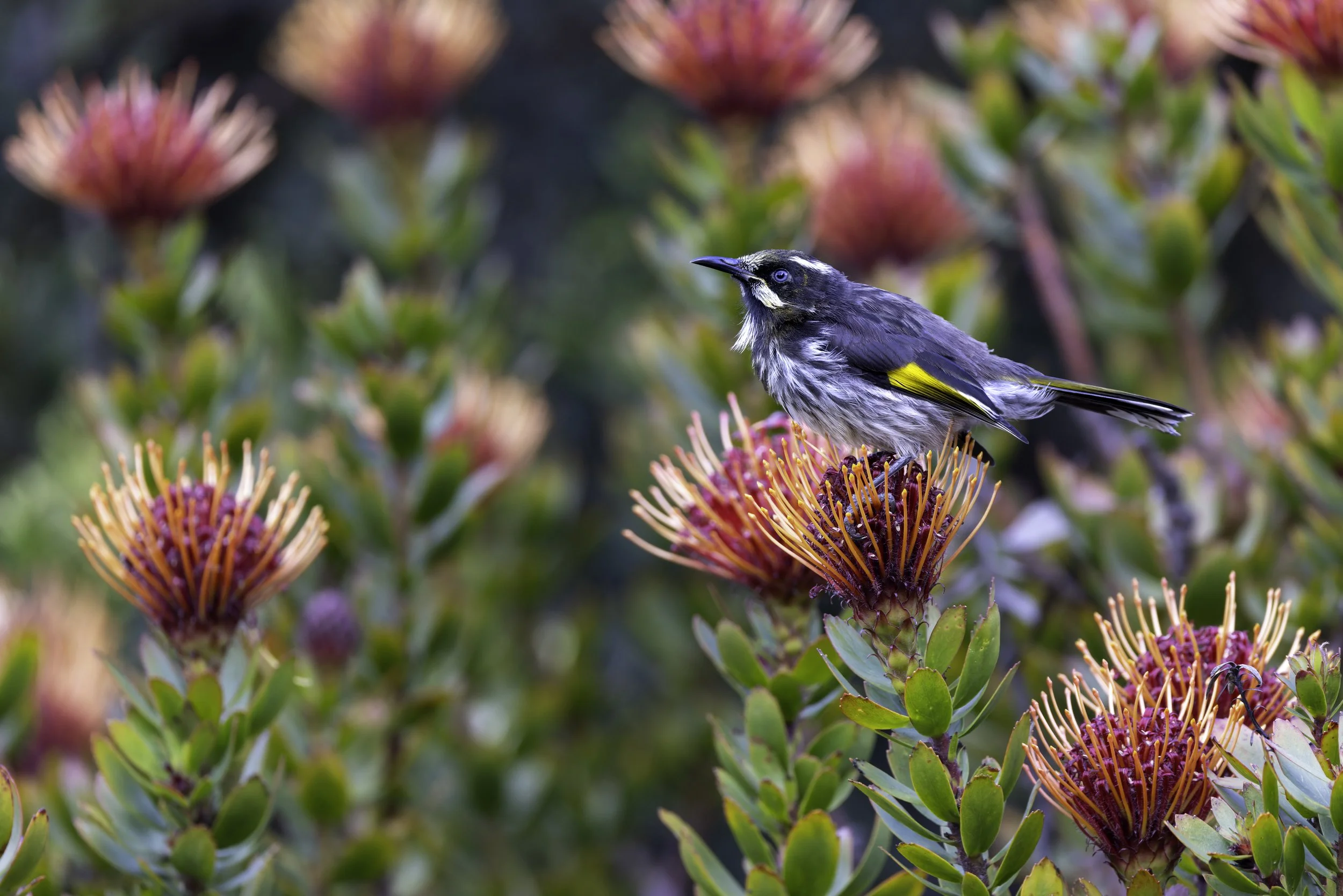 _34A0063 2-CR3_DxO_DeepPRIME.jpg