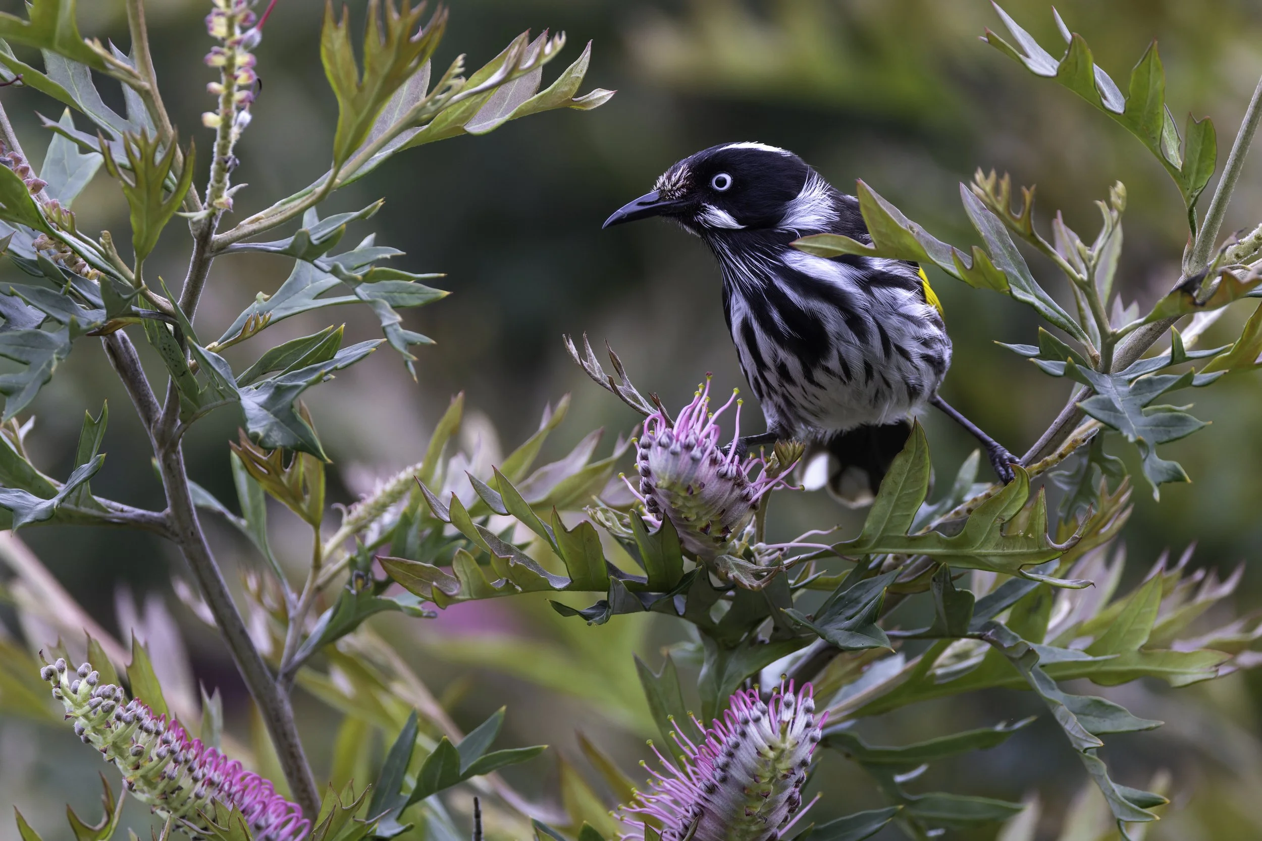 _34A0110 1-CR3_DxO_DeepPRIME.jpg