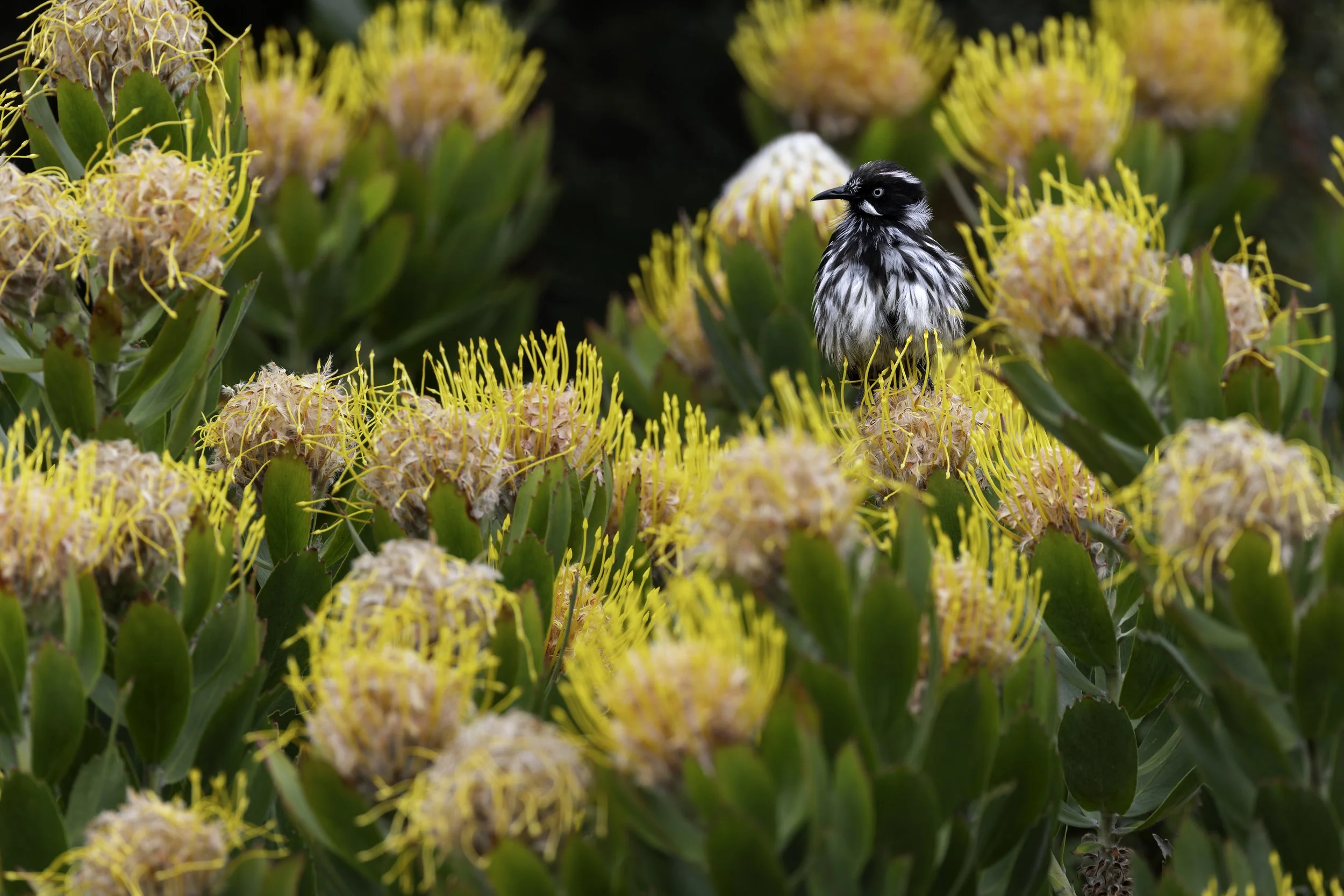 _34A9988 1-CR3_DxO_DeepPRIME.jpg