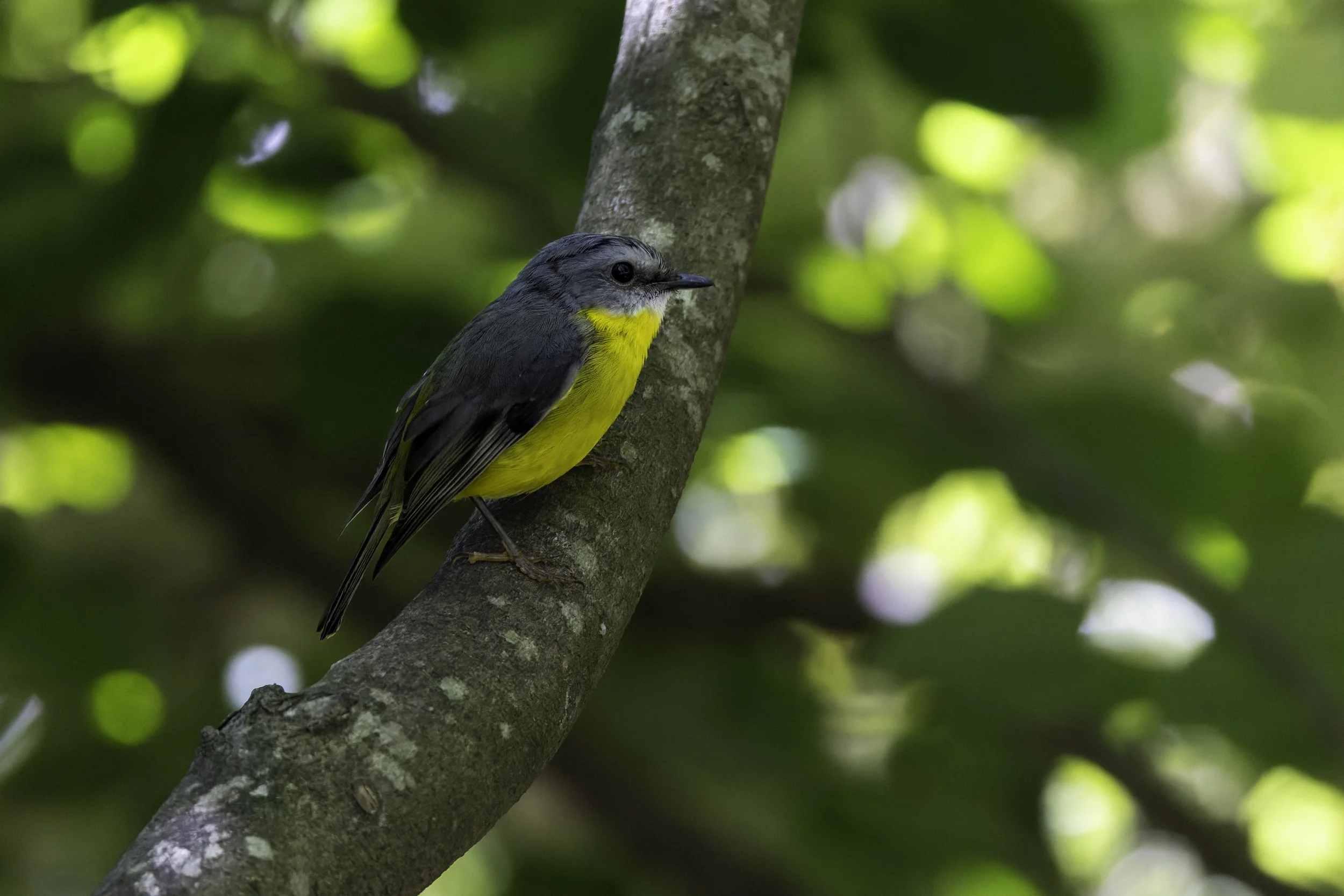 _34A3146 1-CR3_DxO_DeepPRIME.jpg