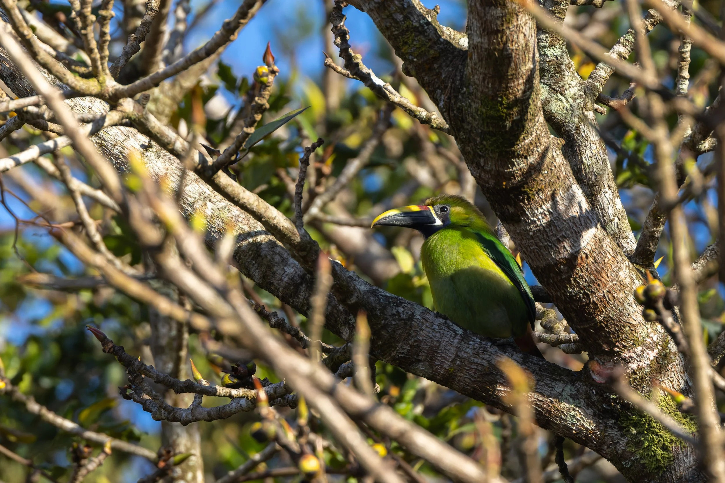 Northern Emerald Toucanet