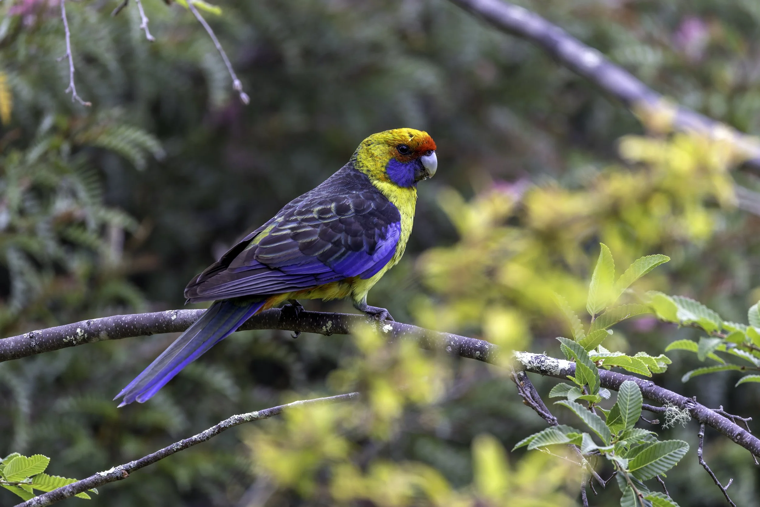 _34A0314 1-CR3_DxO_DeepPRIME.jpg