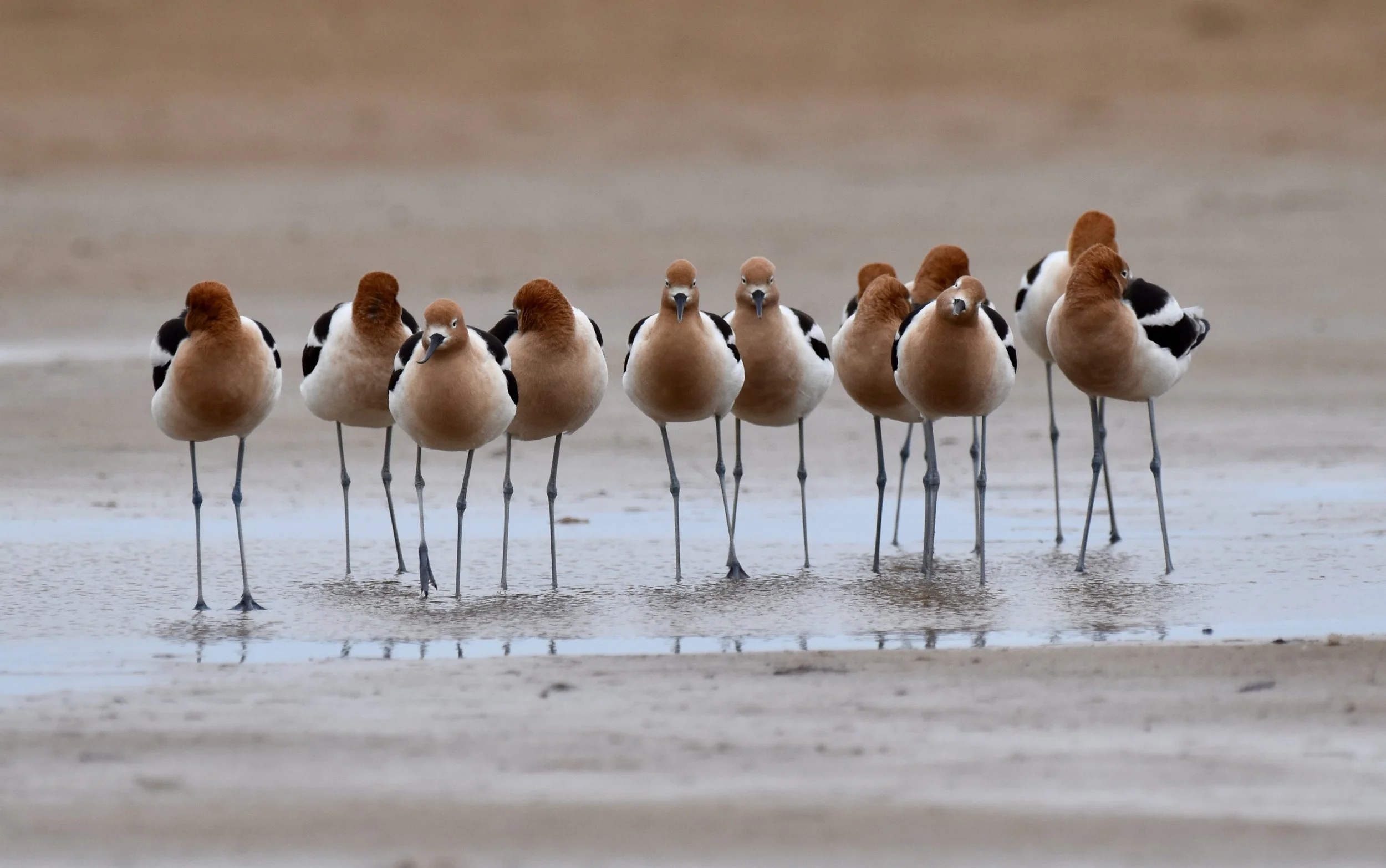 American Avocet