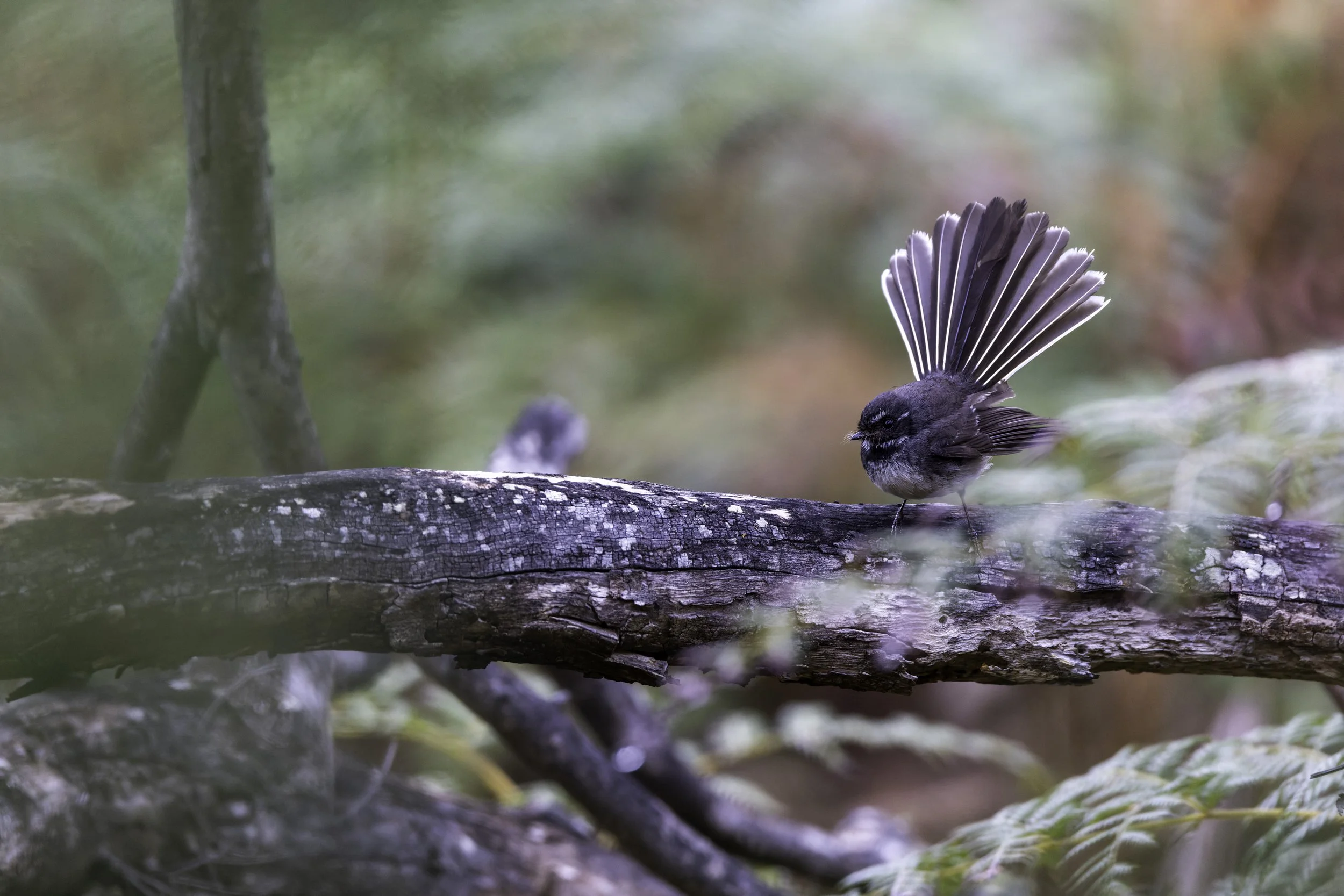 _34A0017 3-CR3_DxO_DeepPRIME-2.jpg