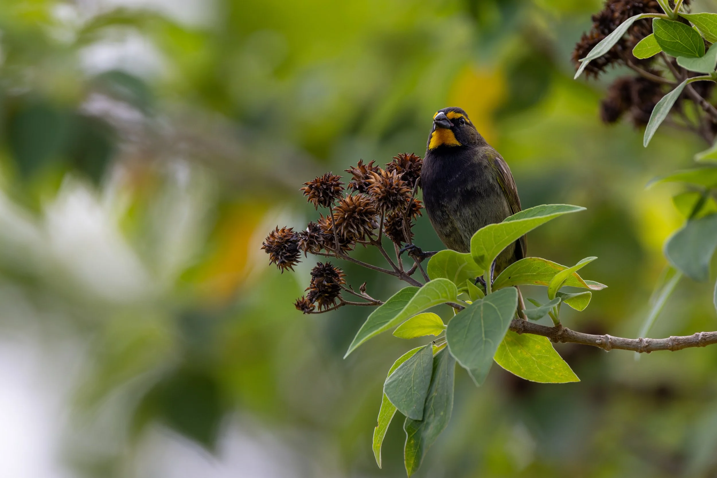 Yellow-faced Grassquit