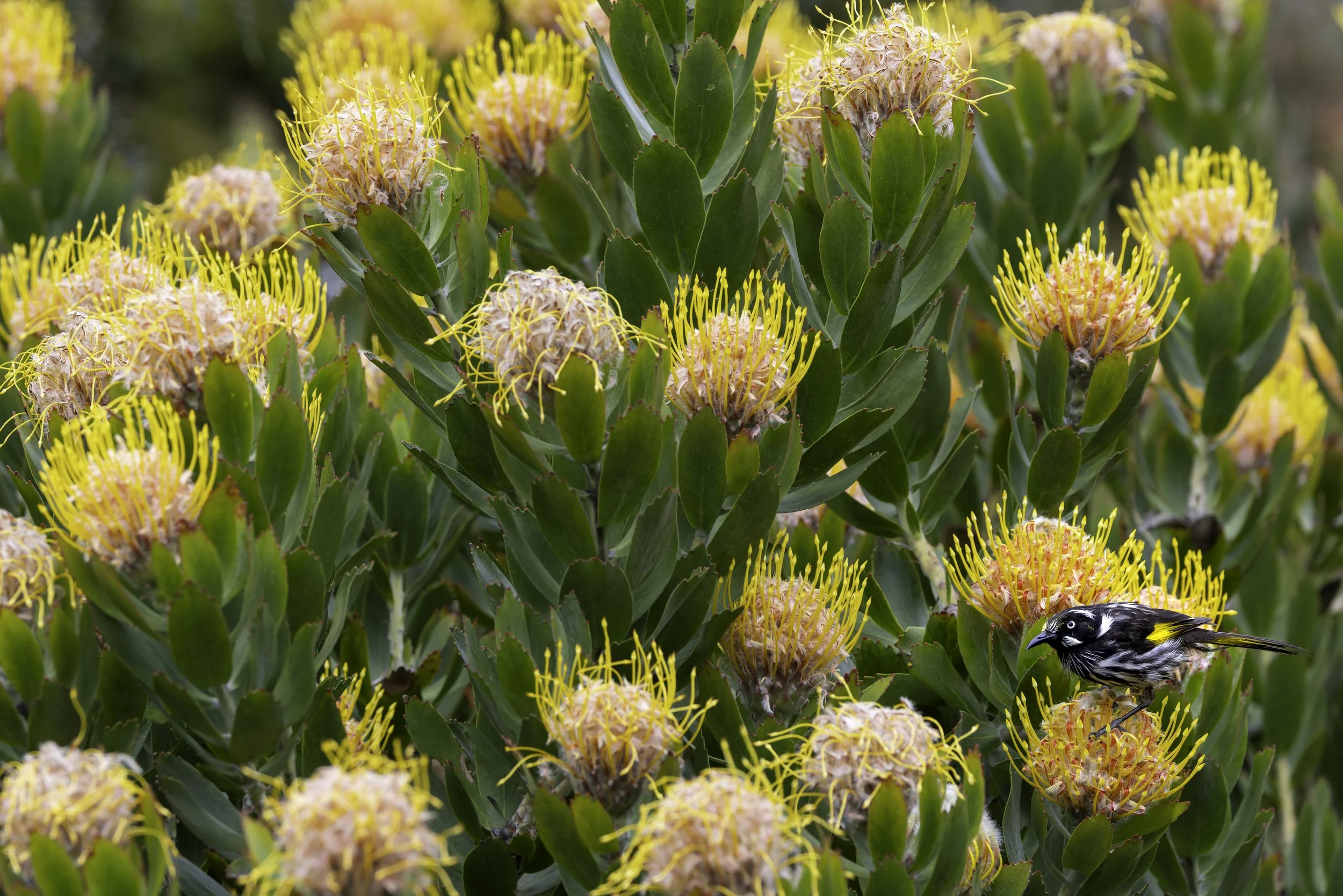 _34A0081 1-CR3_DxO_DeepPRIME.jpg