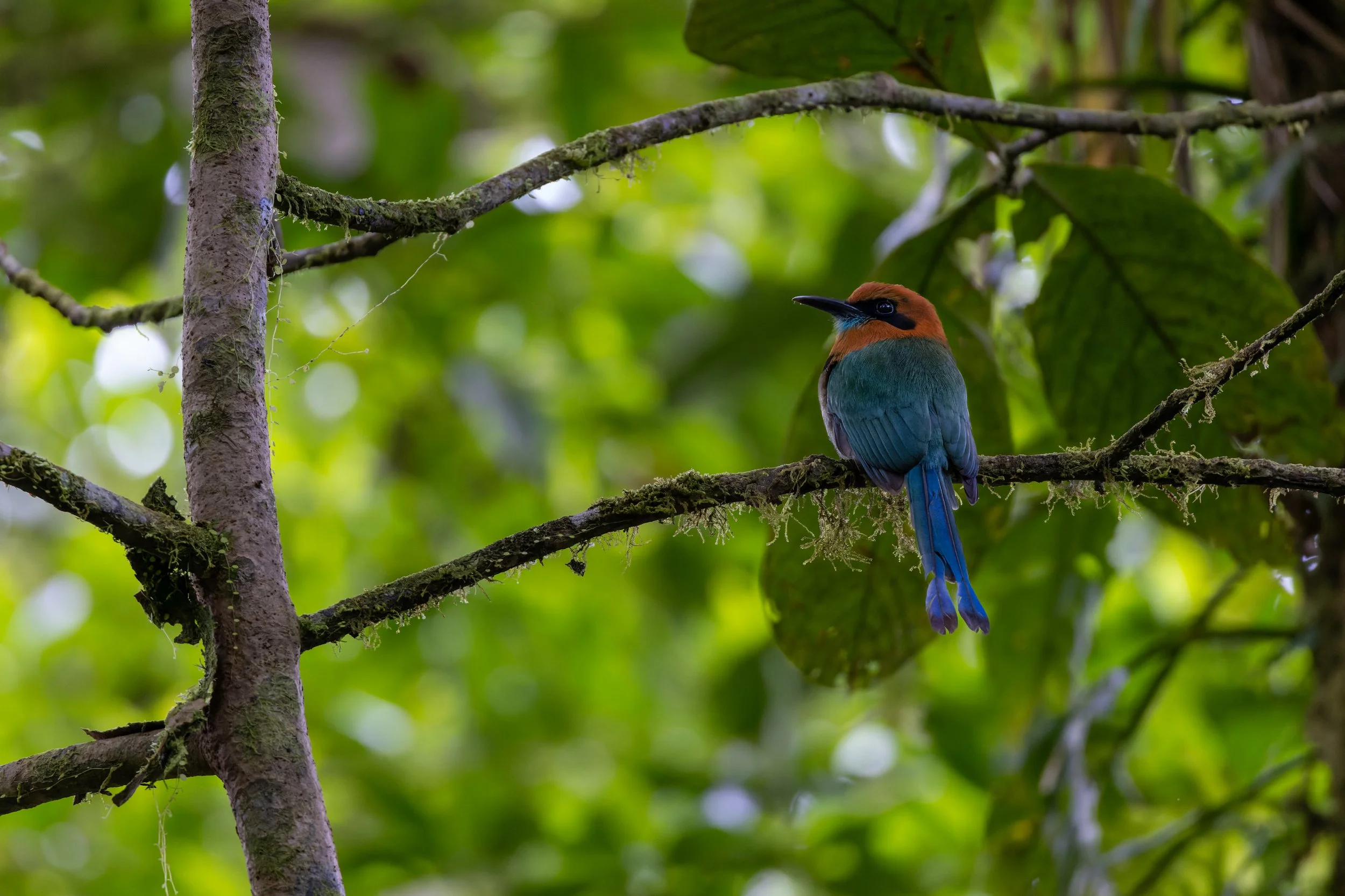 Broad-billed Motmot