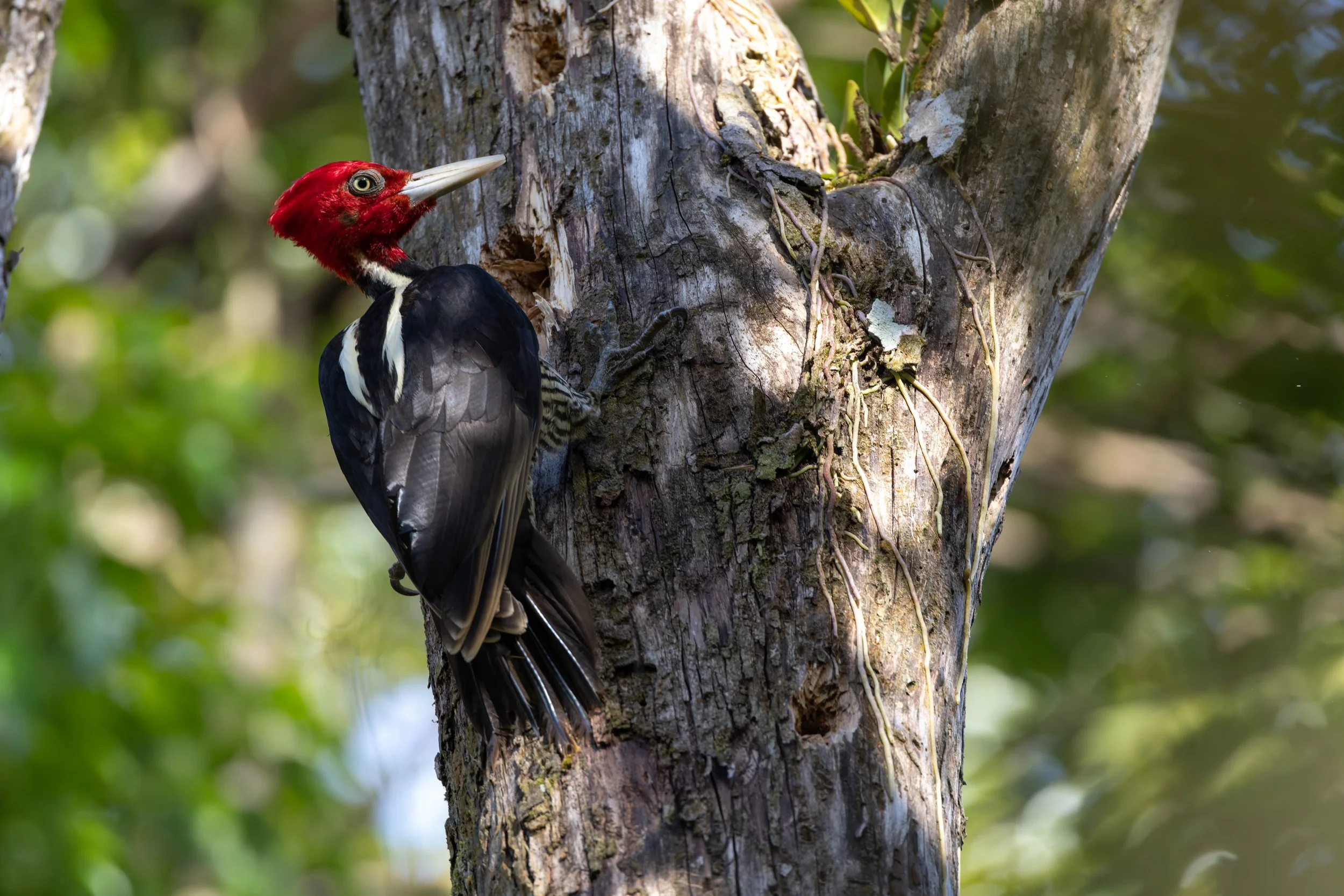 Pale-billed Woodpecker