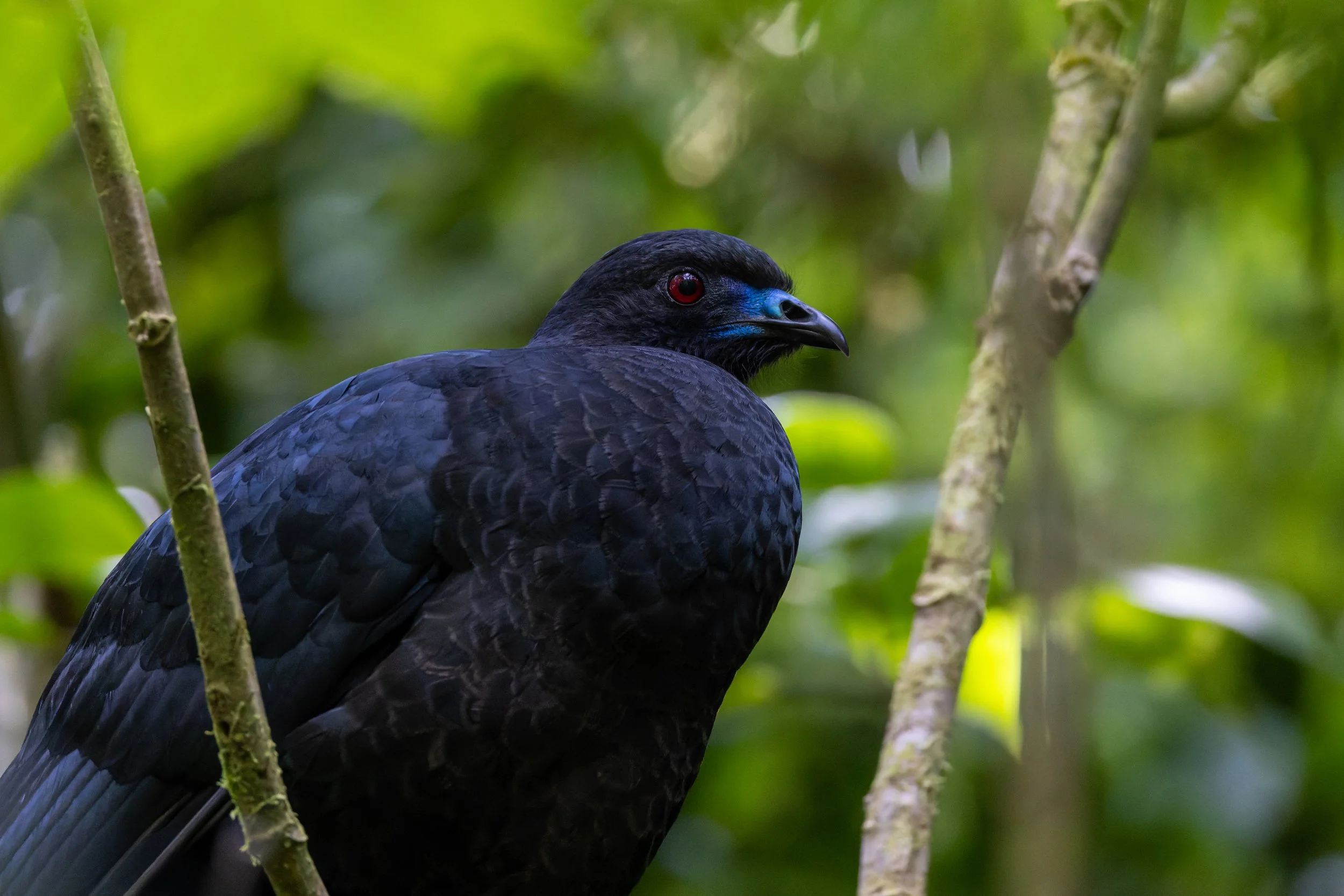 Black Guan