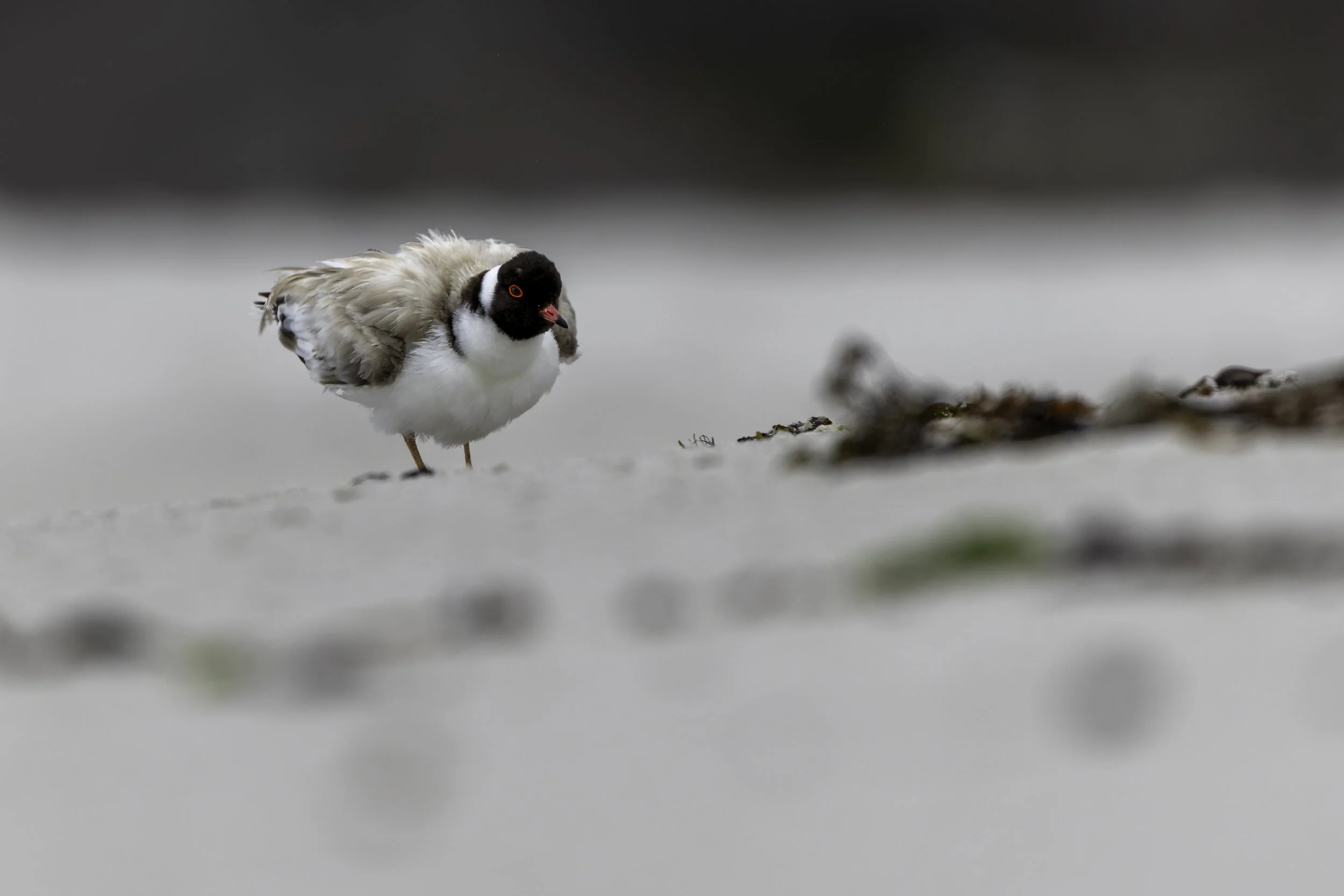 _34A9970 2-CR3_DxO_DeepPRIME.jpg