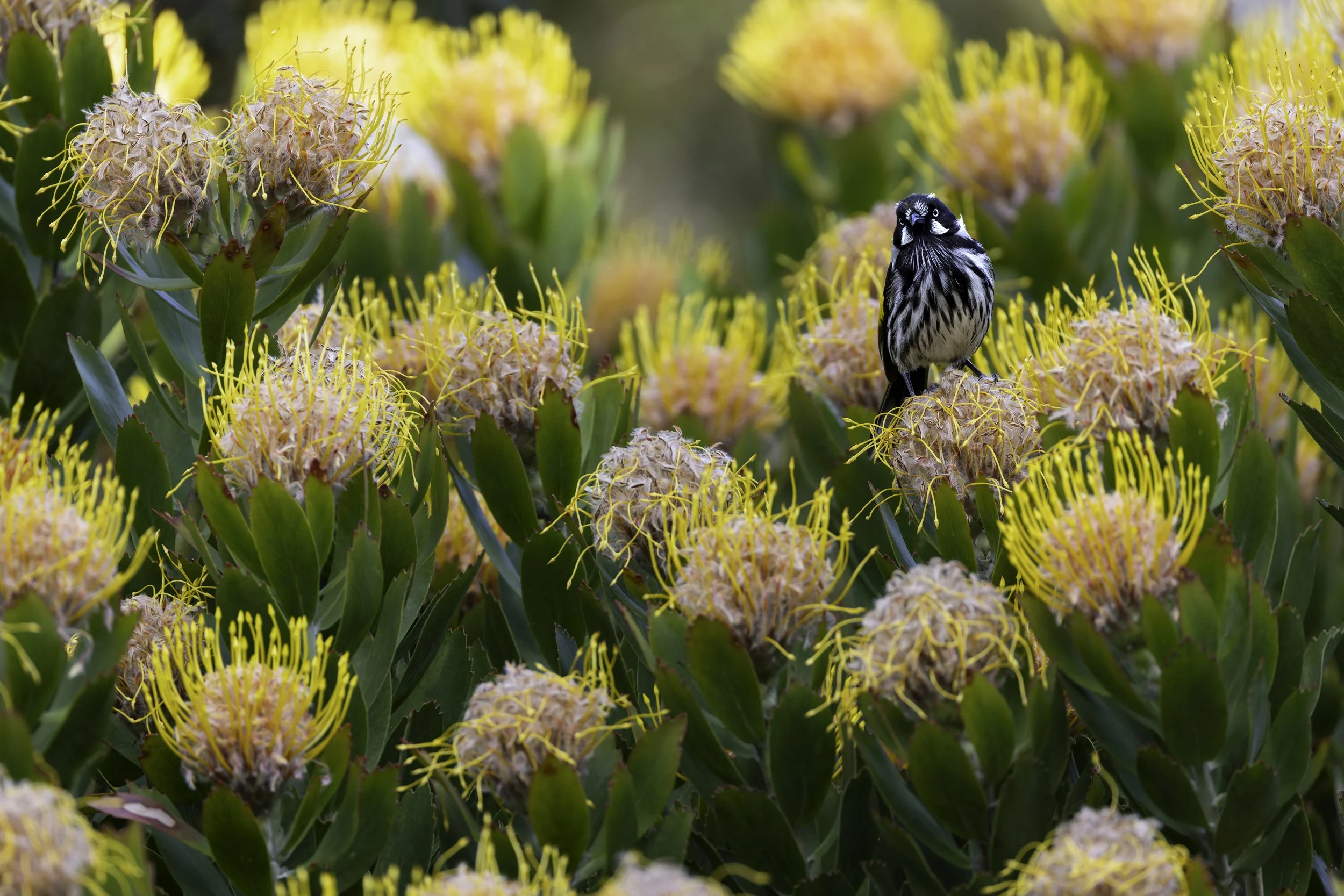 _34A9973 3-CR3_DxO_DeepPRIME.jpg