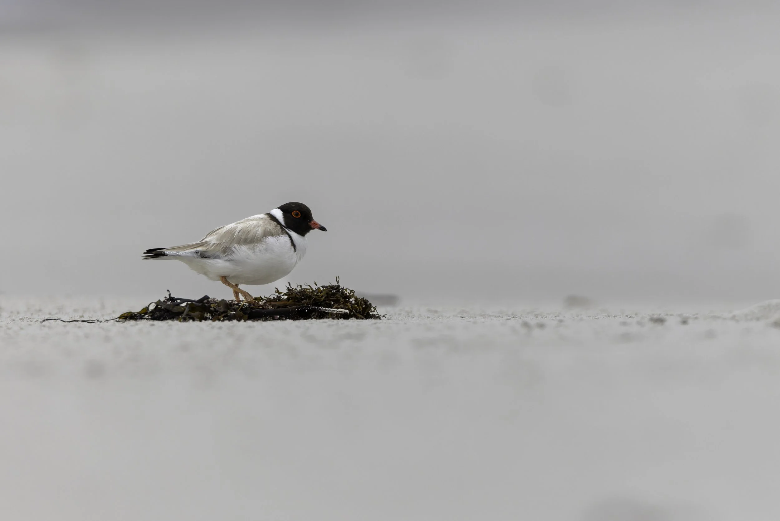 _34A0446 1-CR3_DxO_DeepPRIME.jpg