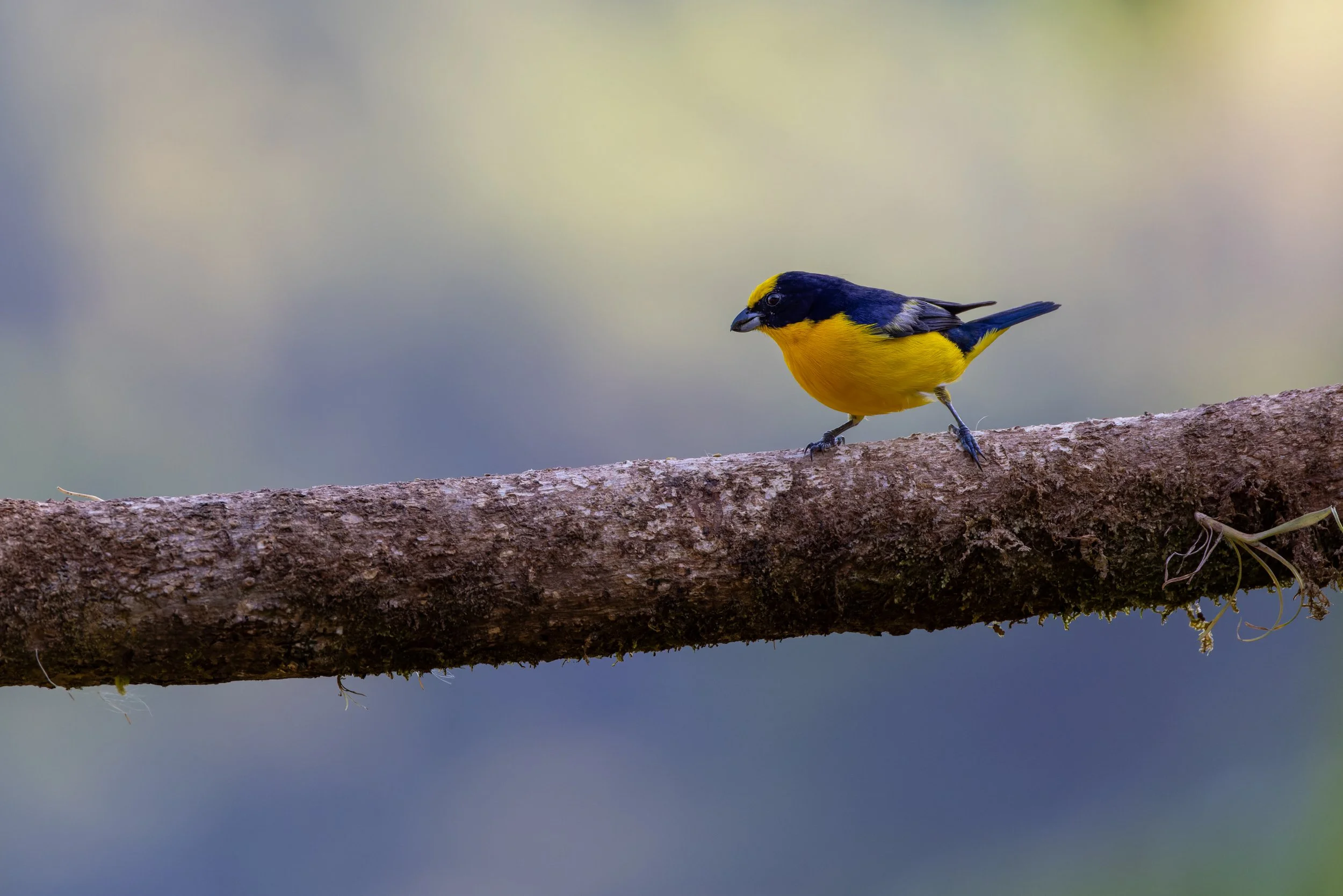 Thick-billed Euphonia