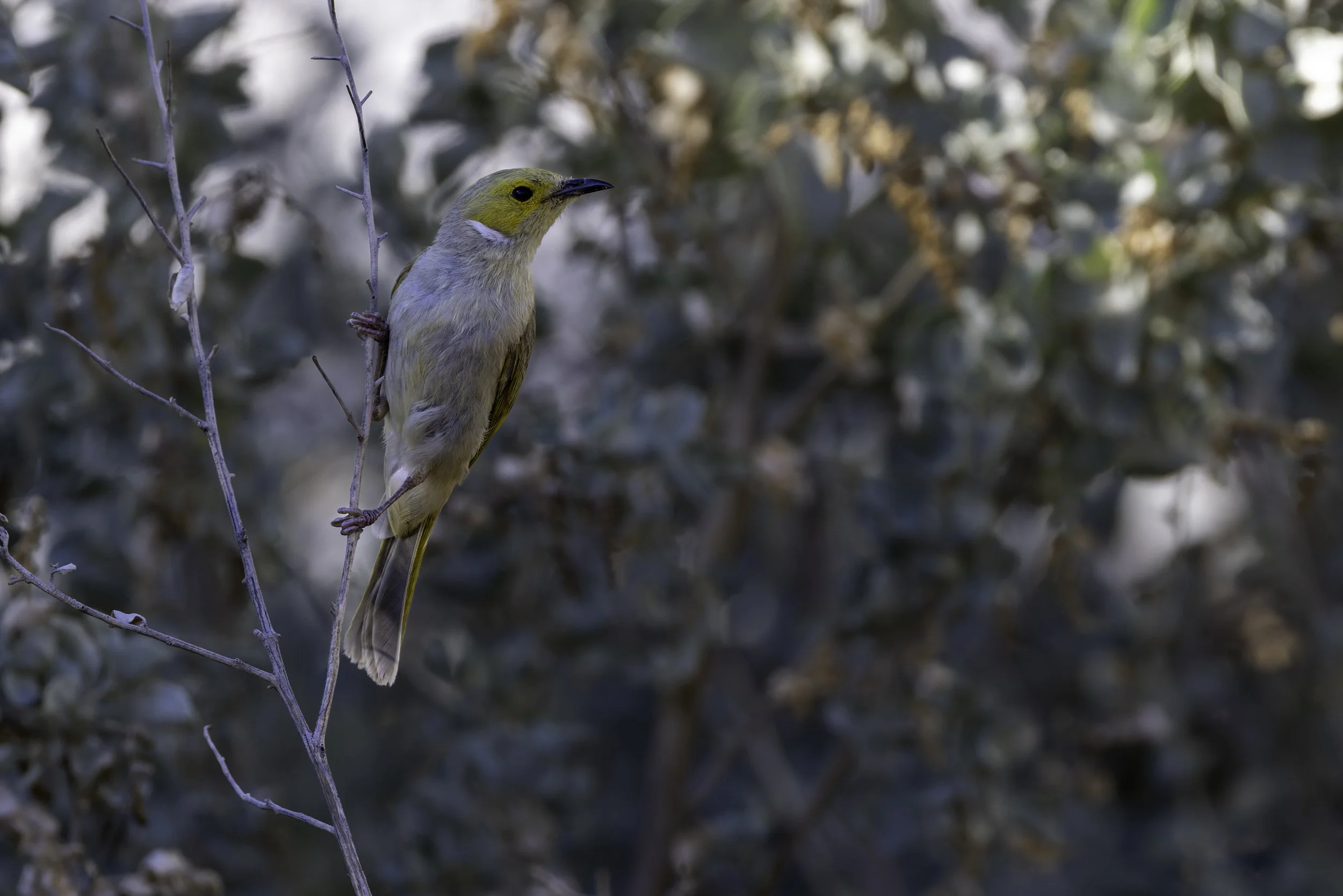 _34A2465 1-CR3_DxO_DeepPRIME.jpg