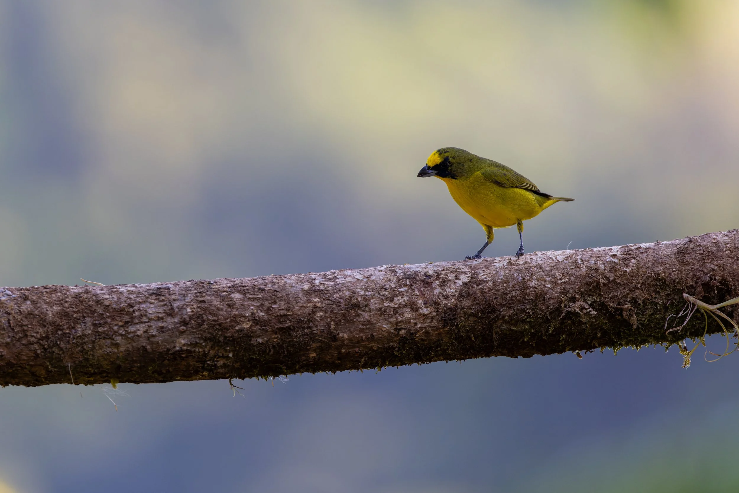 Thick-billed Euphonia