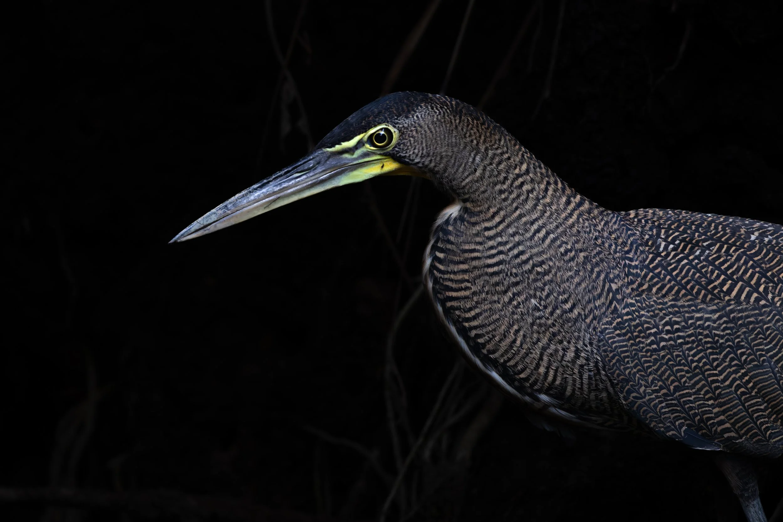 Bare-throated Tiger-heron