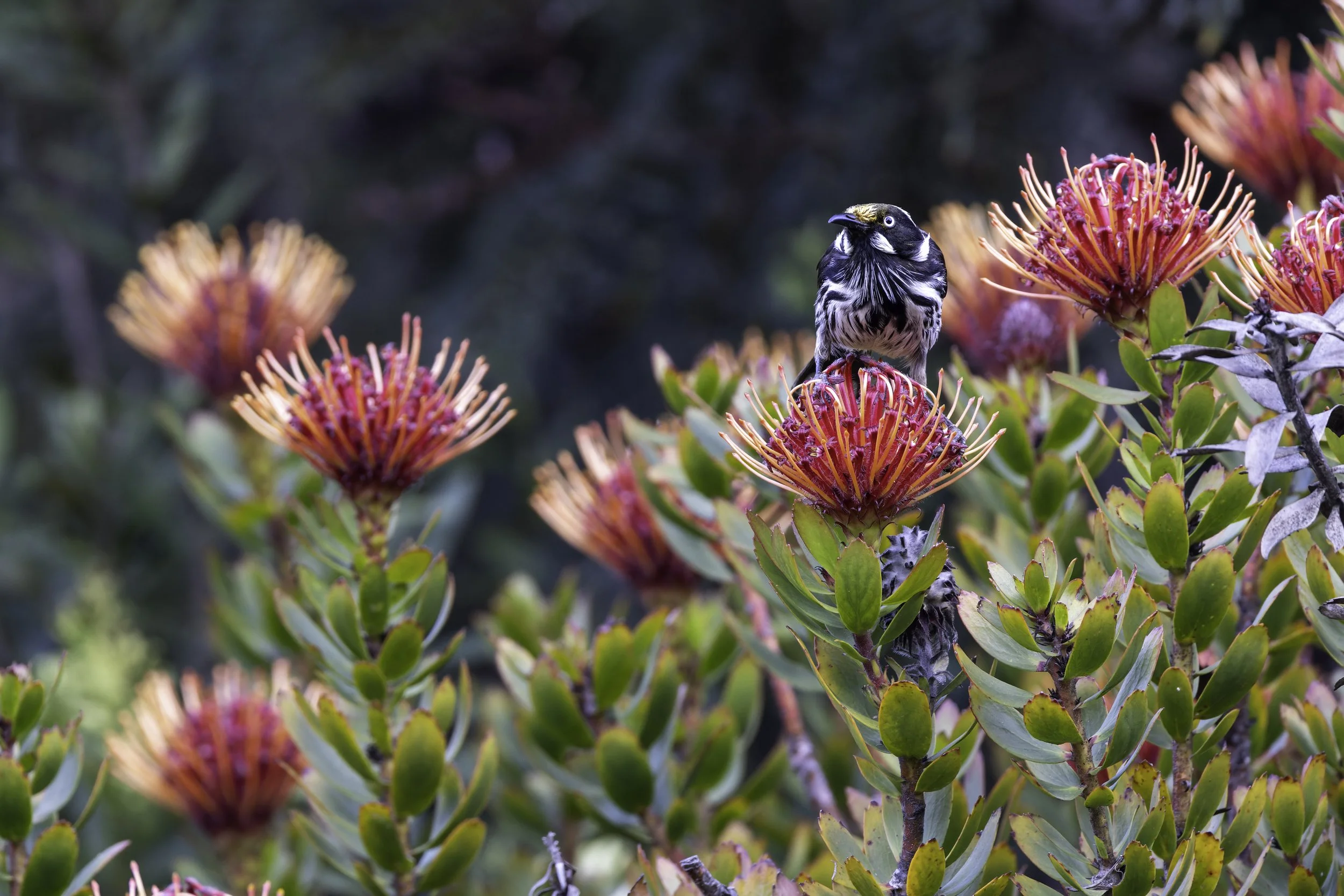 _34A0089 1-CR3_DxO_DeepPRIME.jpg