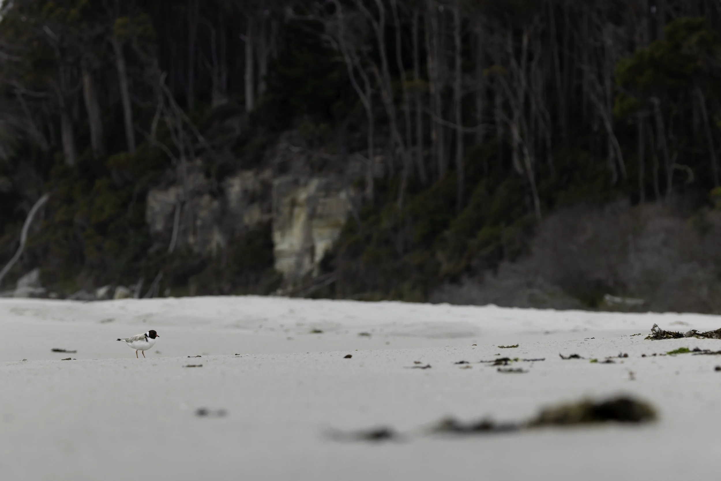 _34A9945 1-CR3_DxO_DeepPRIME.jpg