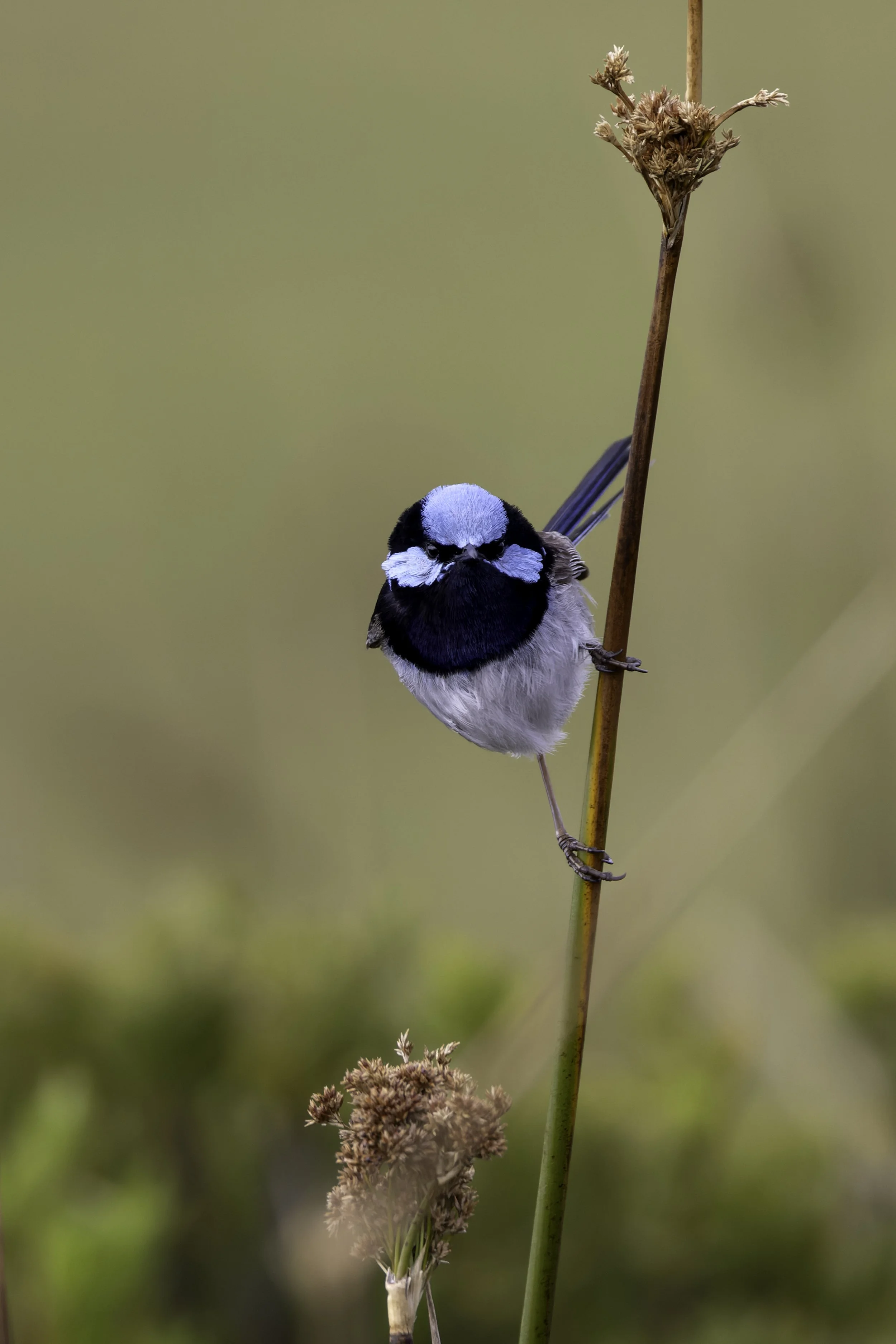 _34A0161 1-CR3_DxO_DeepPRIME.jpg