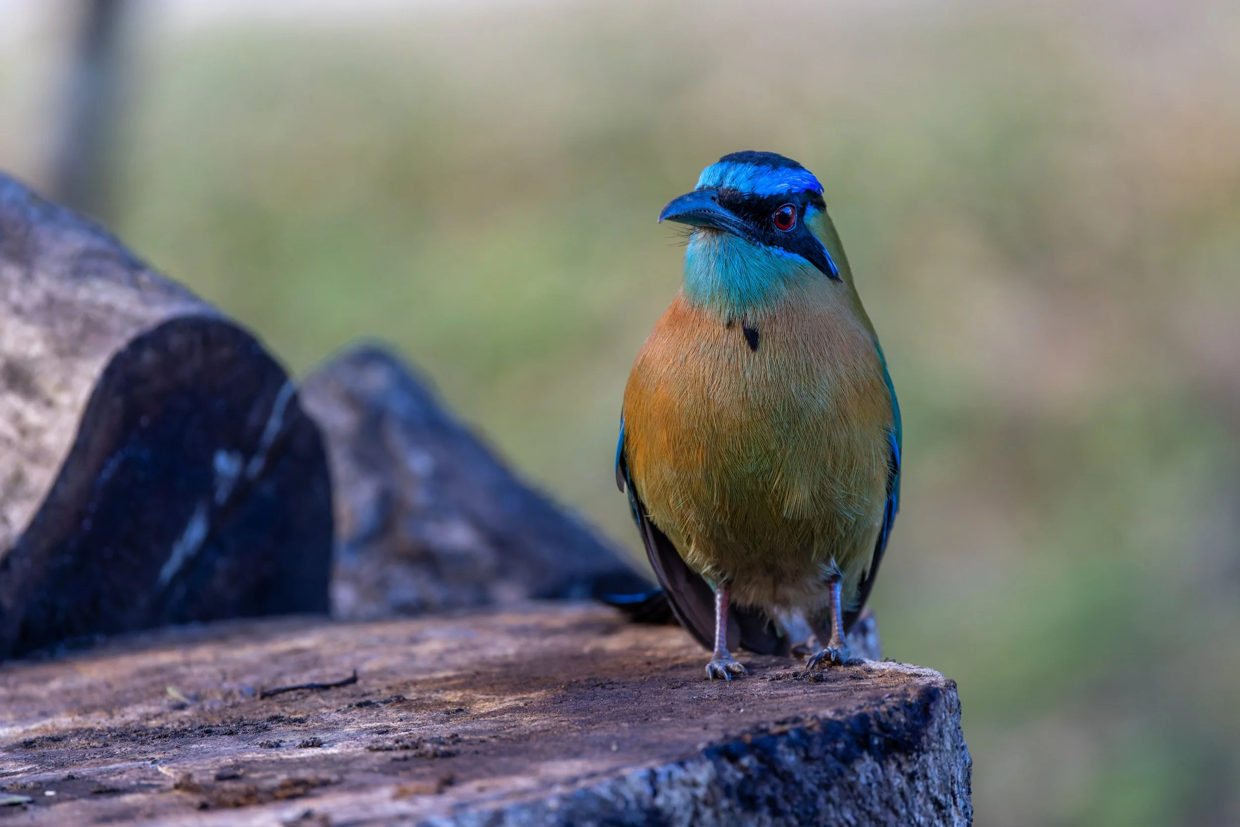 Lesson's Motmot