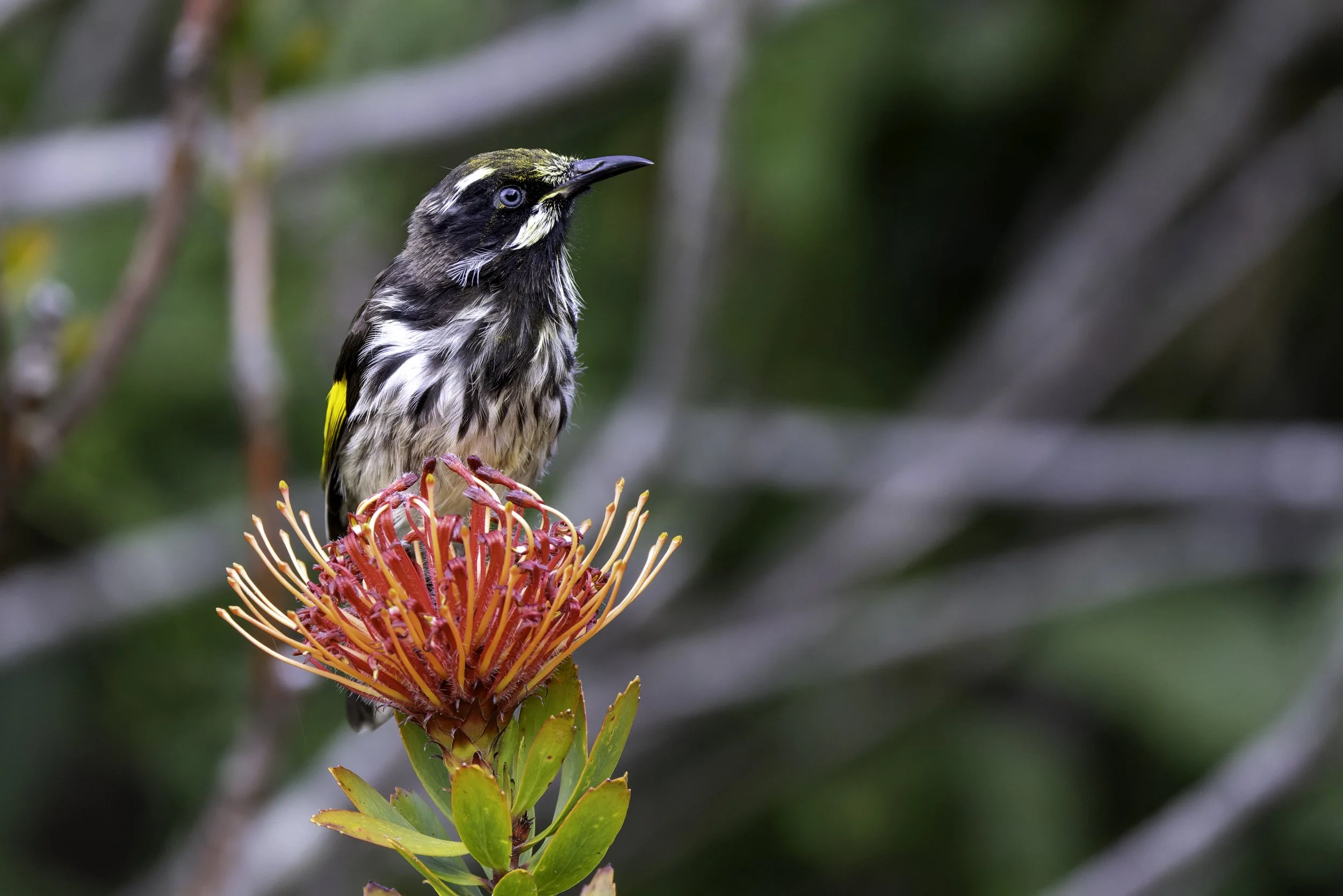 _34A0031 3-CR3_DxO_DeepPRIME.jpg