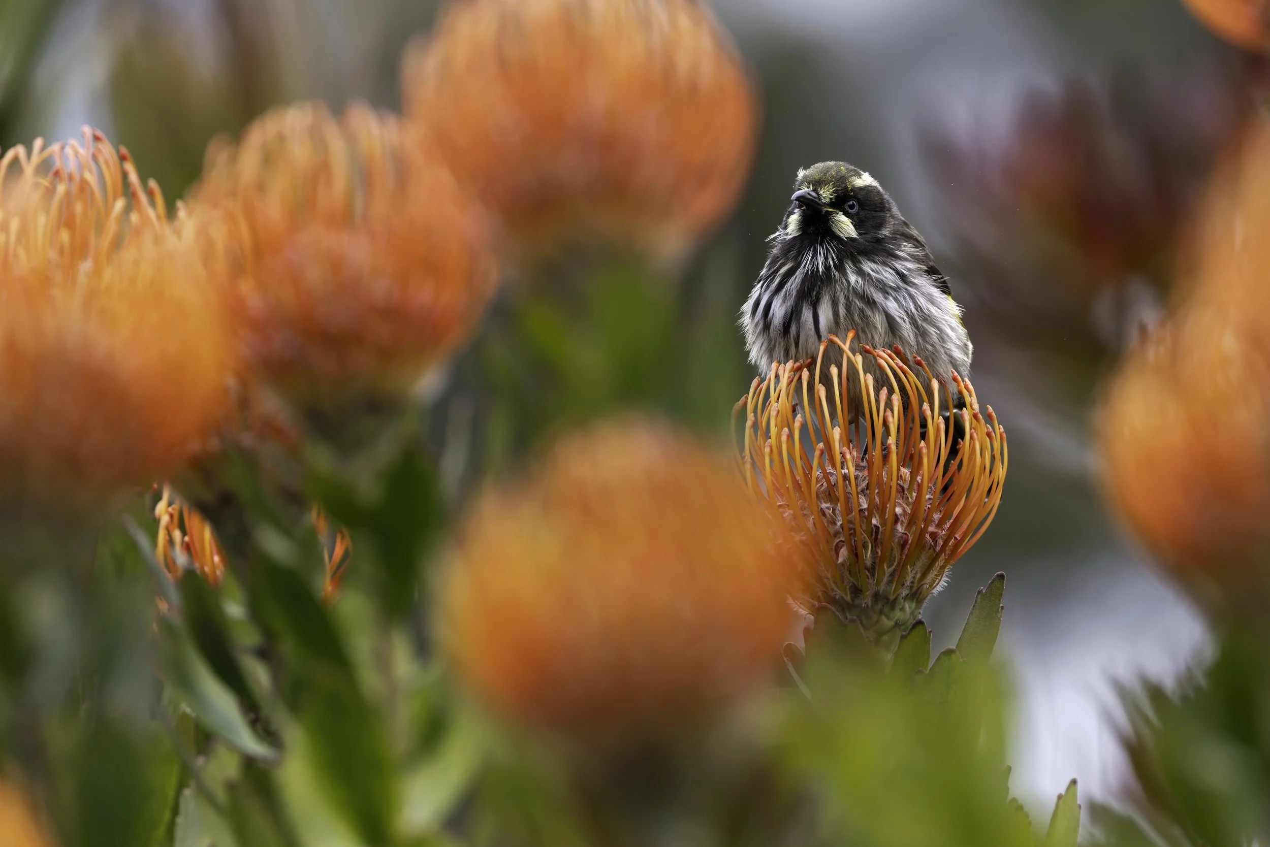 _34A0010 1-CR3_DxO_DeepPRIME.jpg