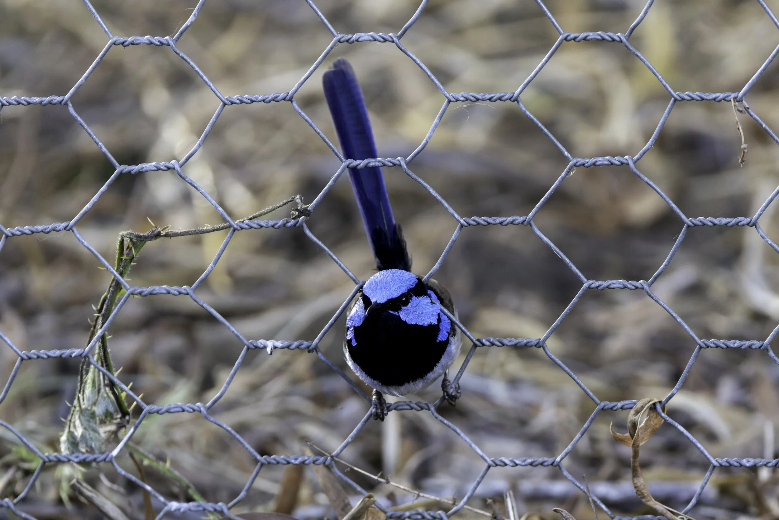 _34A0072 1-CR3_DxO_DeepPRIME.jpg