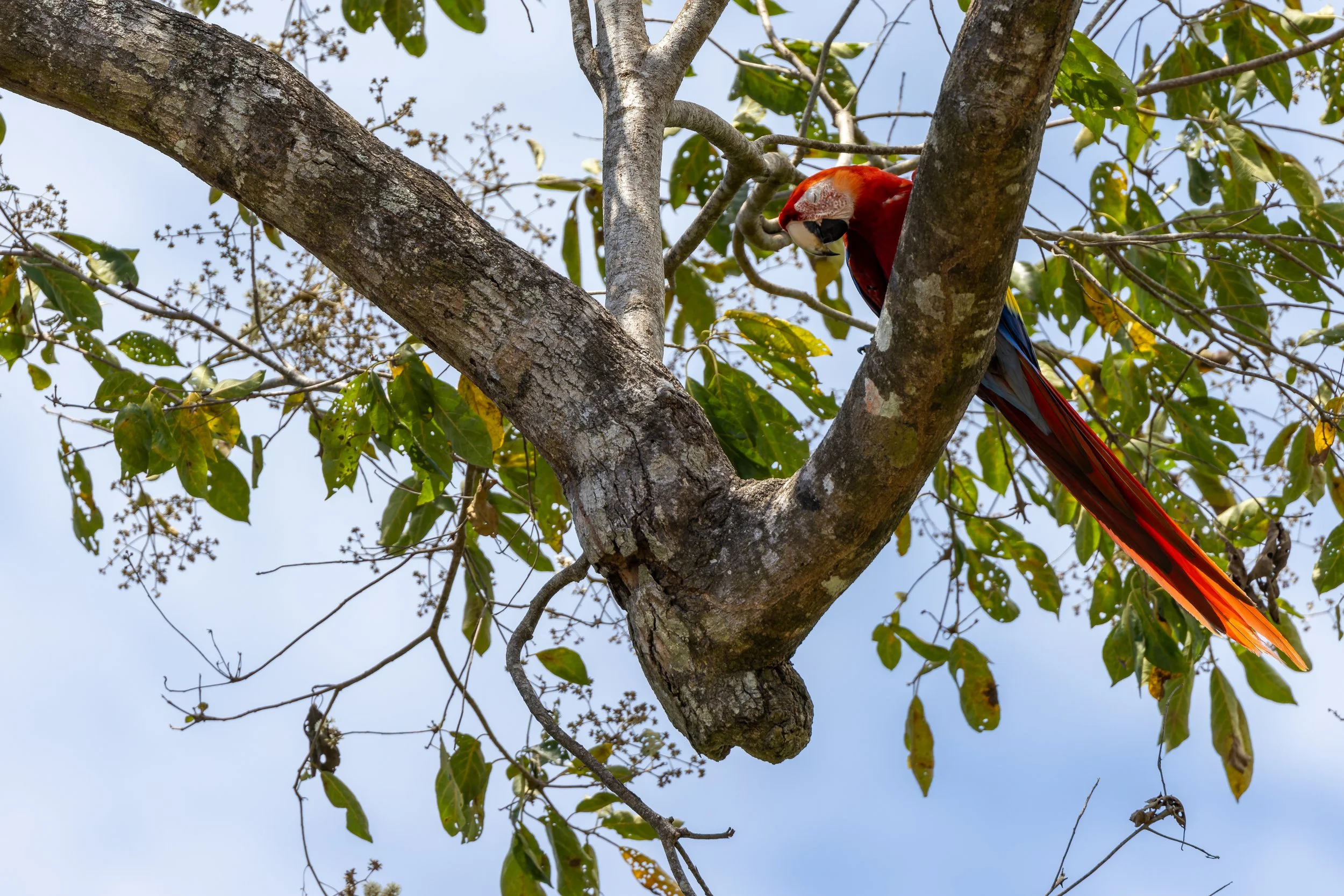Scarlet Macaw