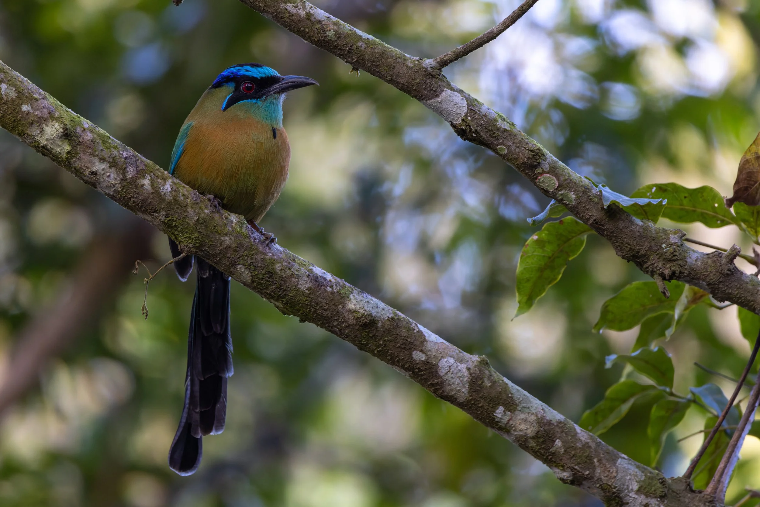 Lesson's Motmot
