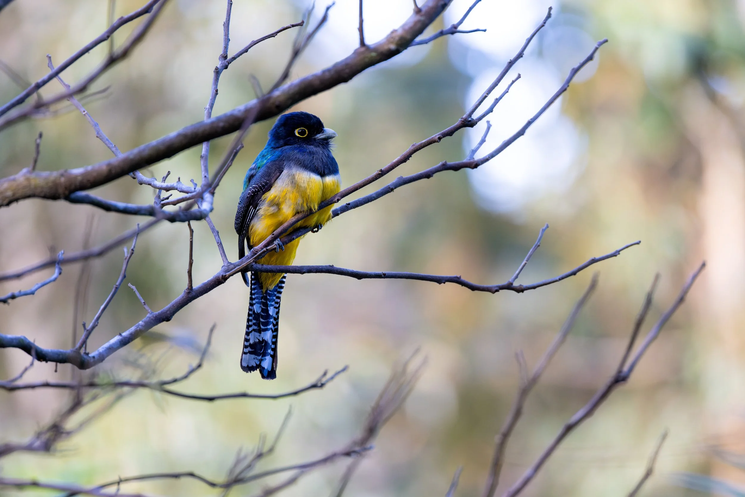 Gartered Trogon