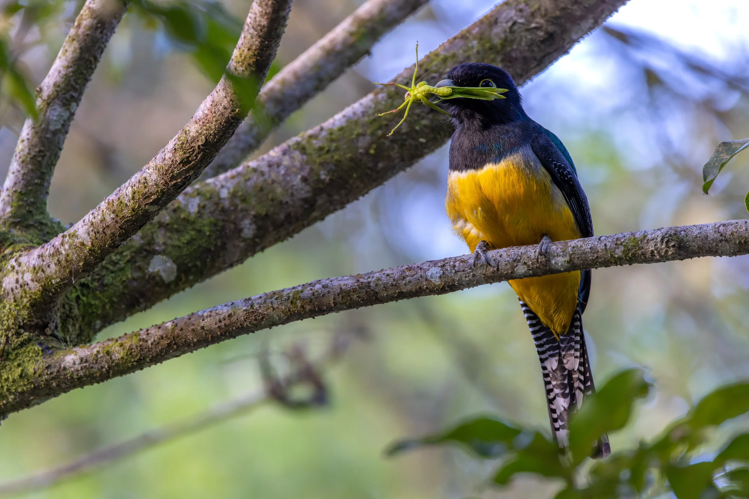 Gartered Trogon
