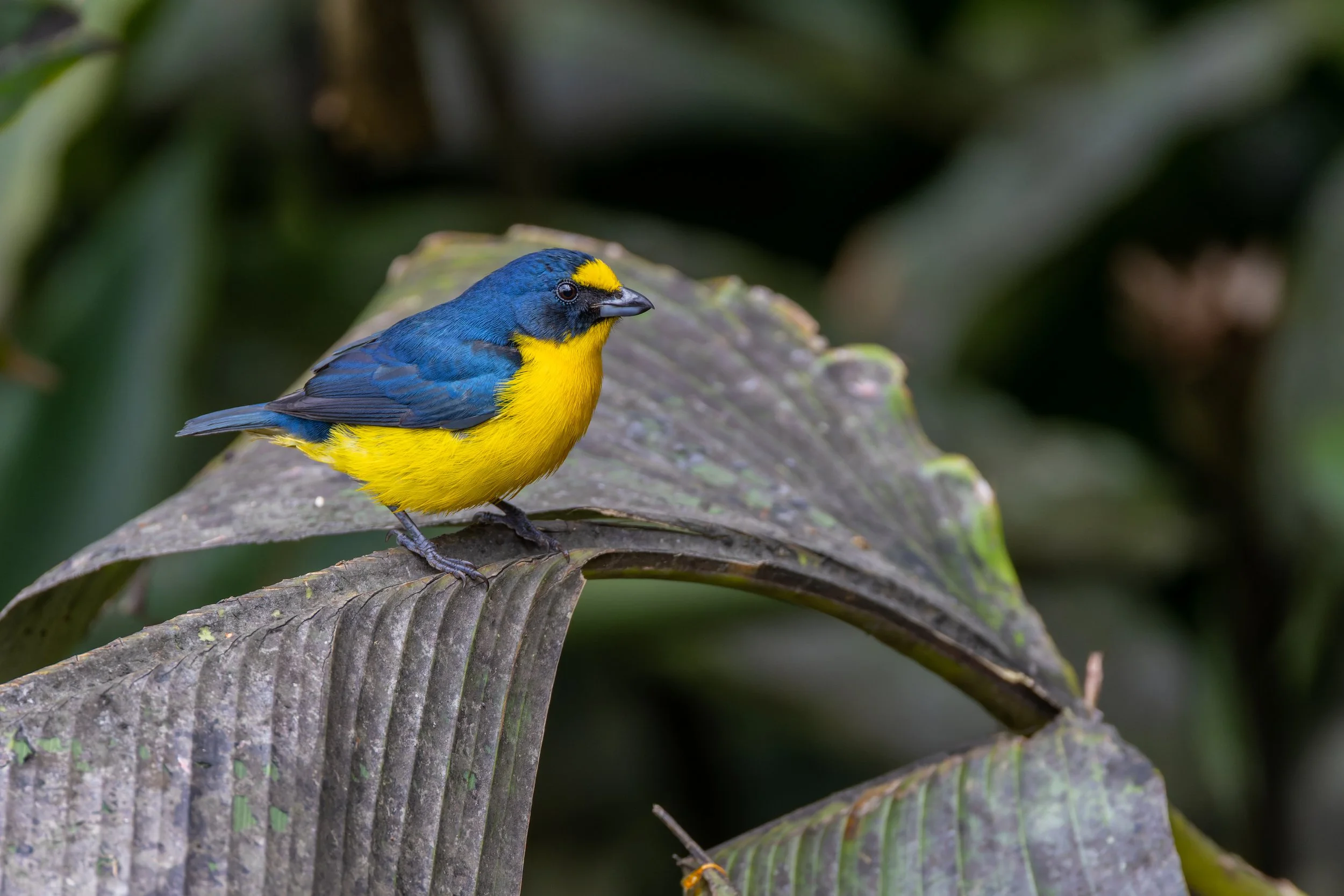 Yellow-throated Euphonia
